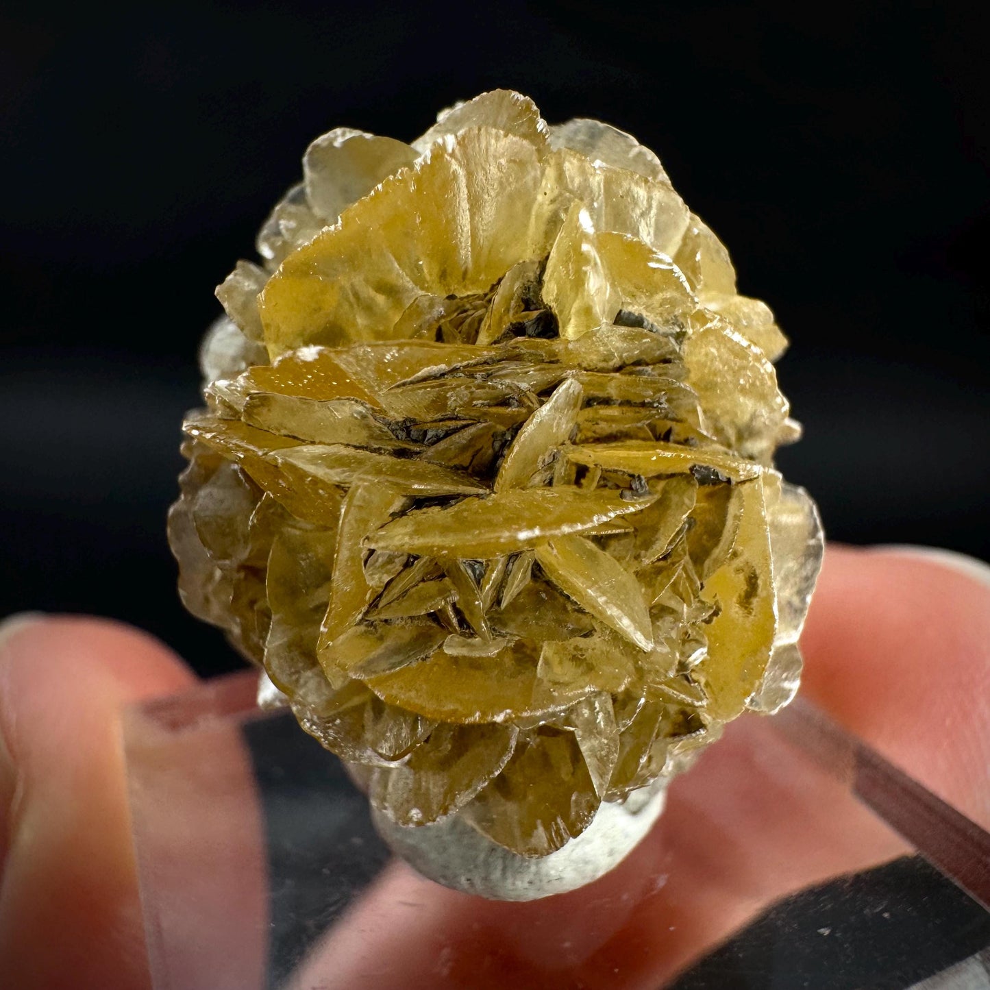 Golden Selenite Rosette | Fluorescent UV Reactive Gypsum Crystal