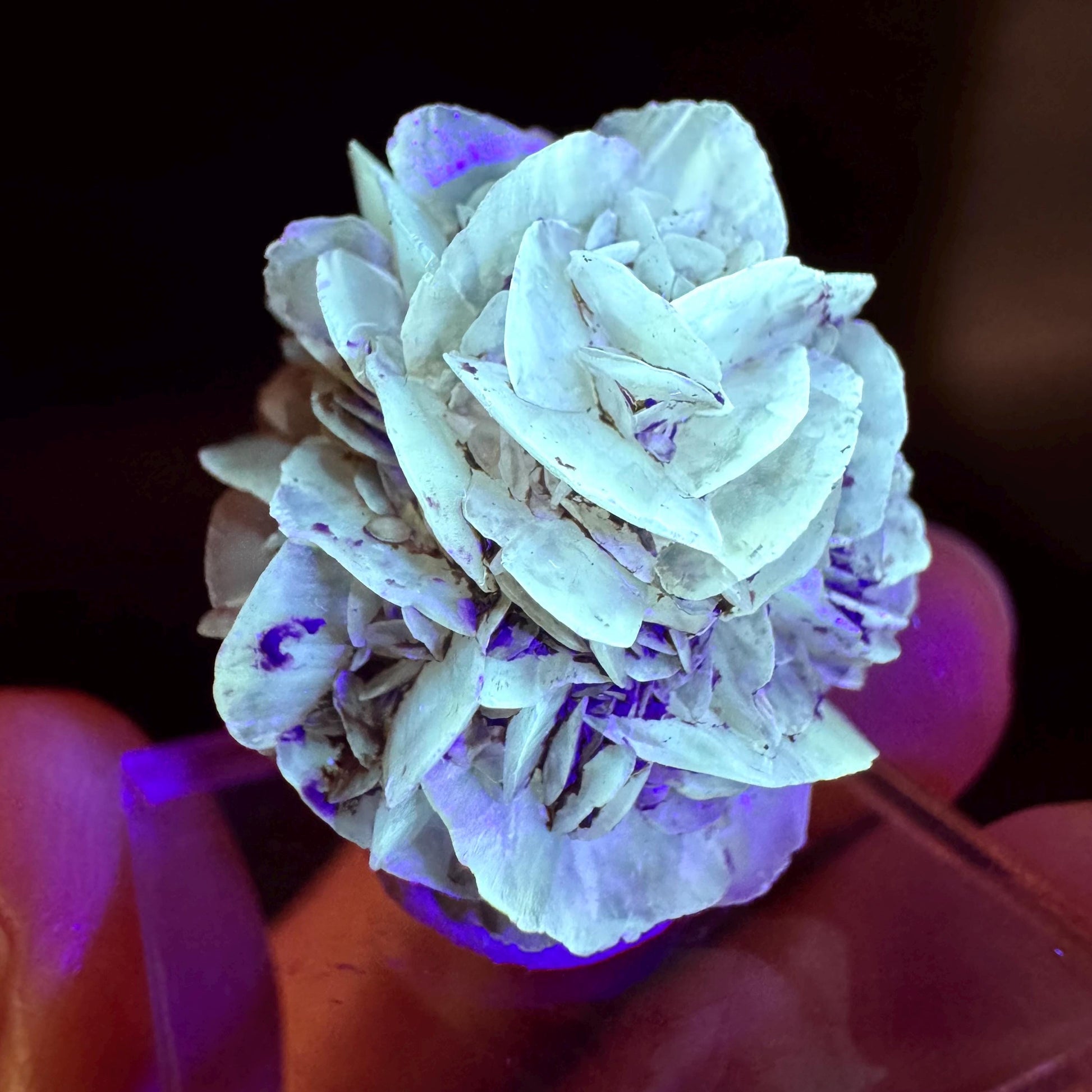 Golden Selenite Rosette | Fluorescent UV Reactive Gypsum Crystal
