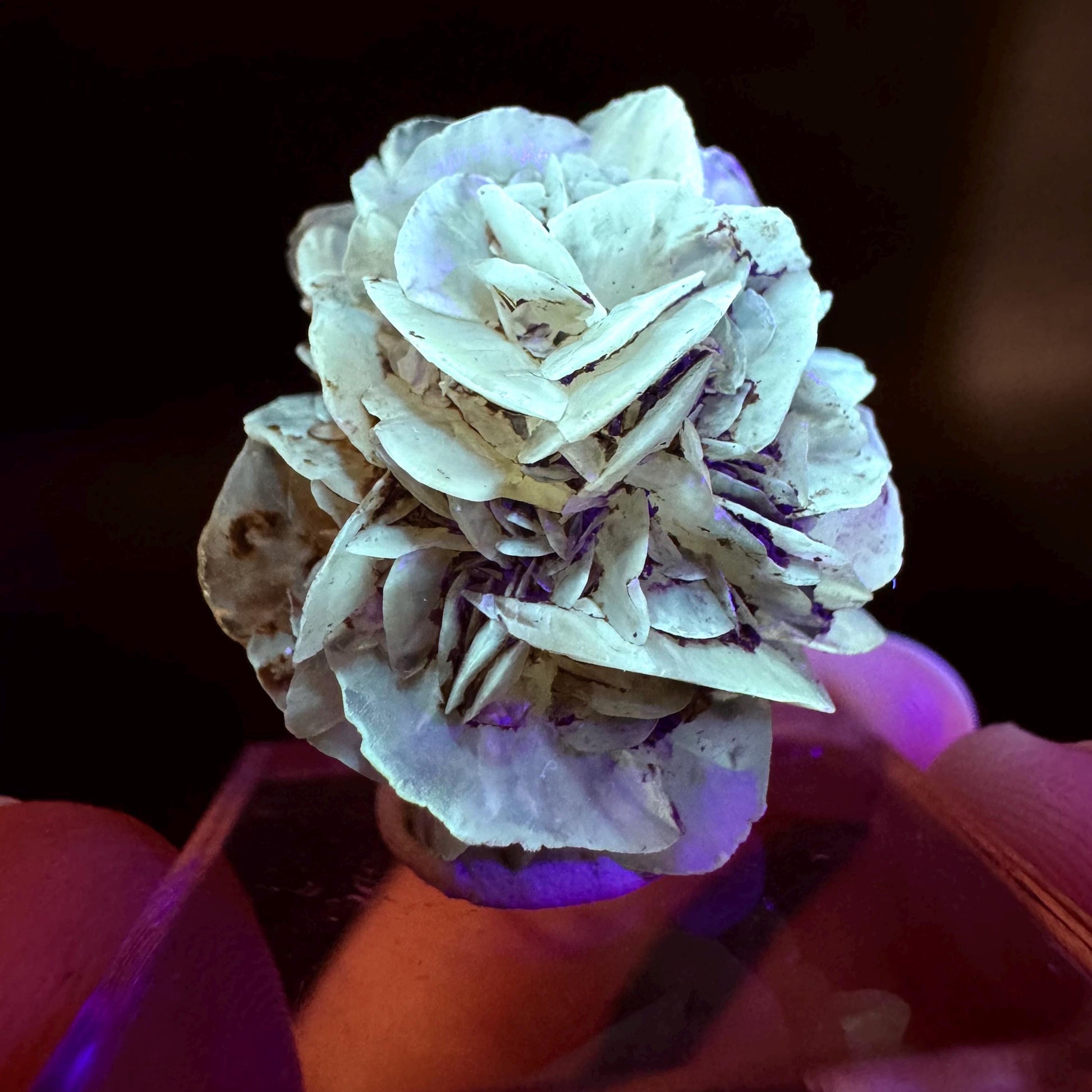 Golden Selenite Rosette | Fluorescent UV Reactive Gypsum Crystal