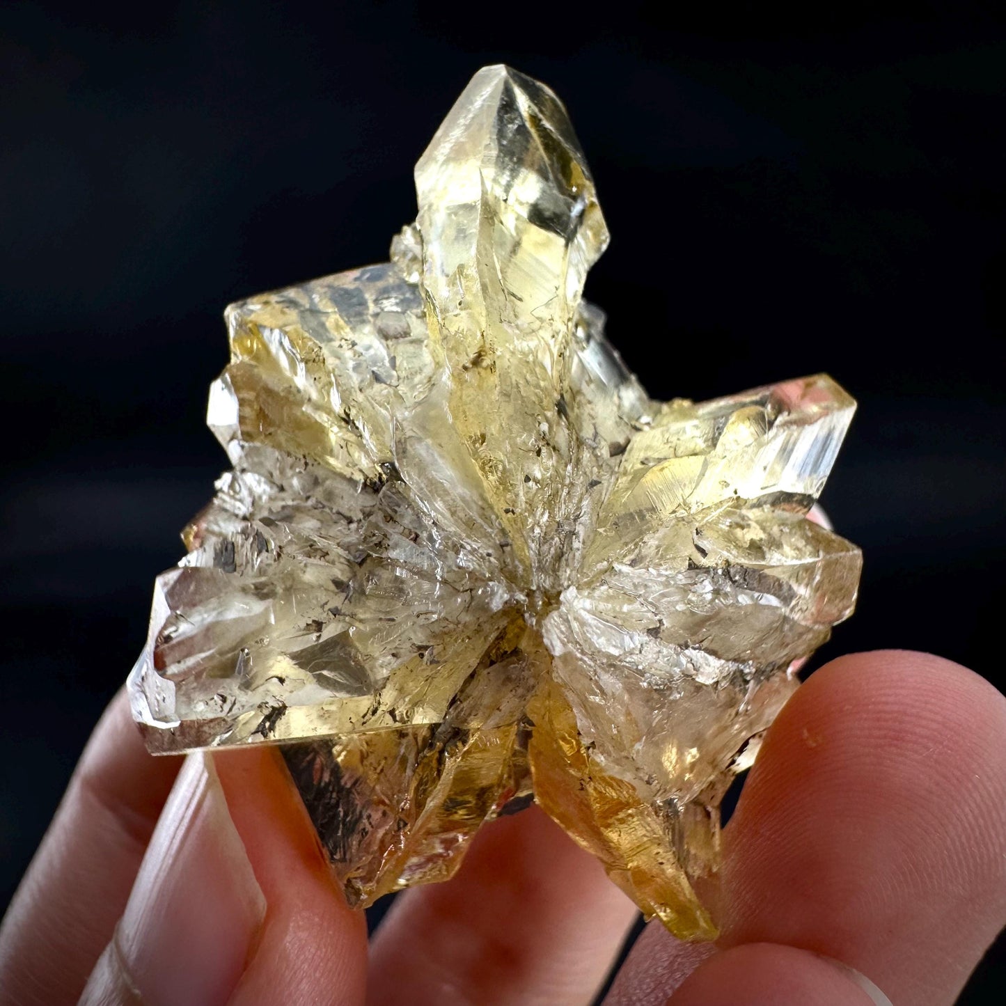 Golden Selenite Rosette | Fluorescent UV Reactive Gypsum Crystal