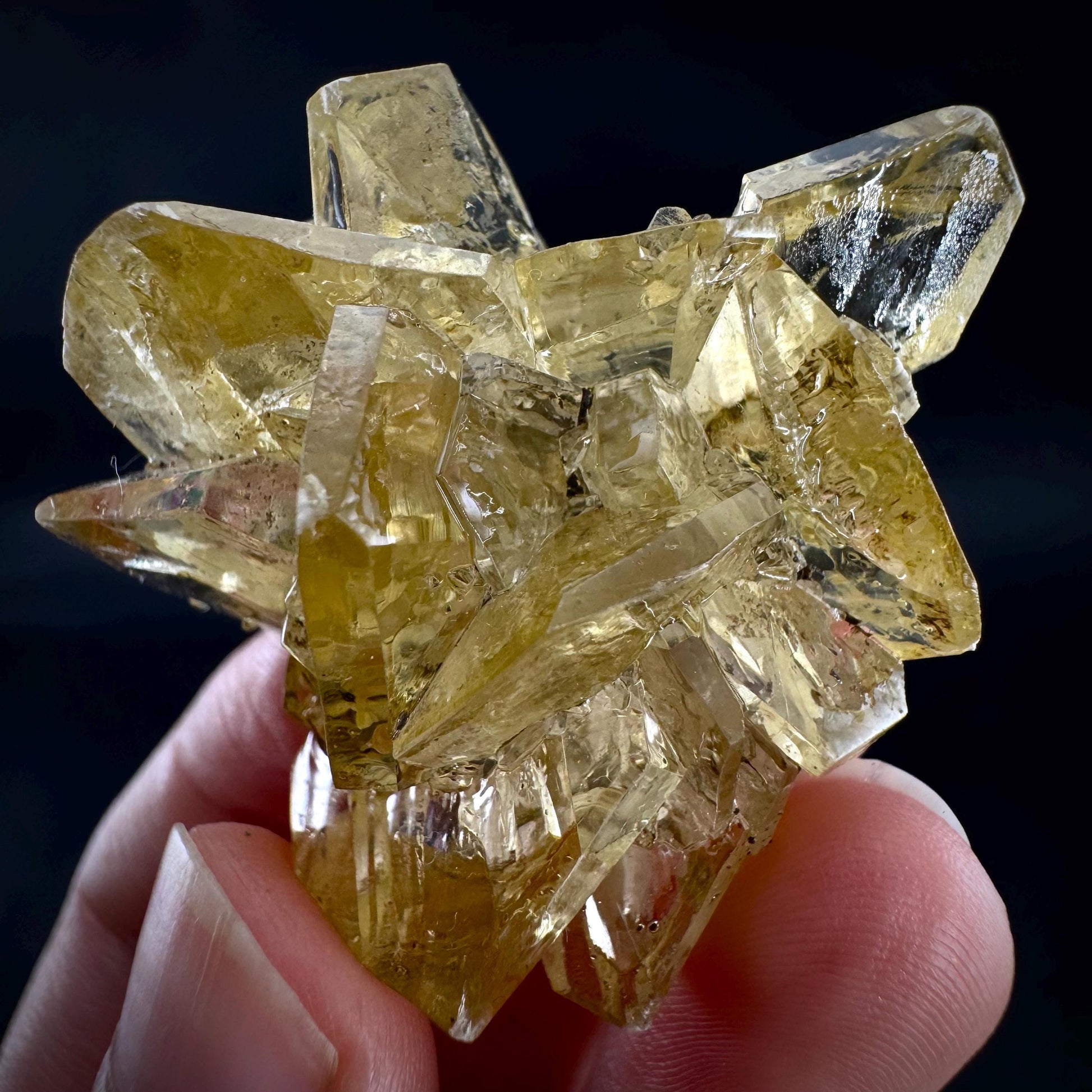 Golden Selenite Rosette | Fluorescent UV Reactive Gypsum Crystal