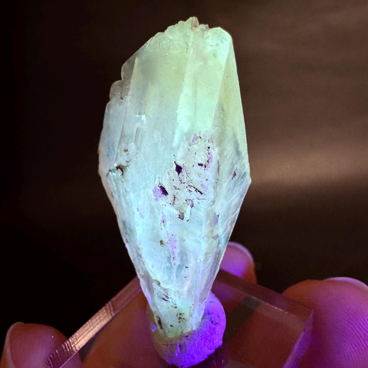 Golden Selenite Blade | Fluorescent UV Reactive Gypsum Crystal