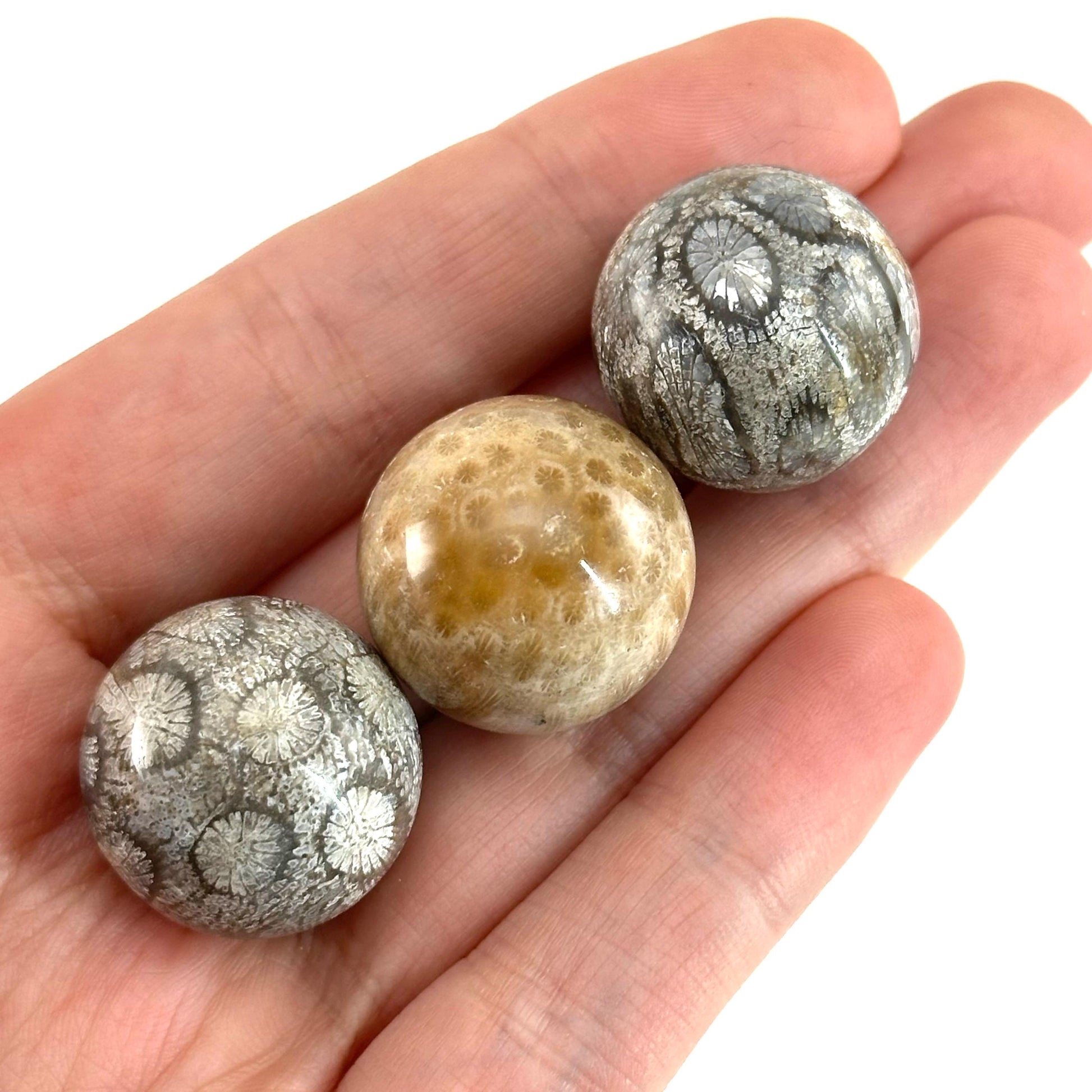 Coral Fossil Sphere | polished fossilized coral crystal ball