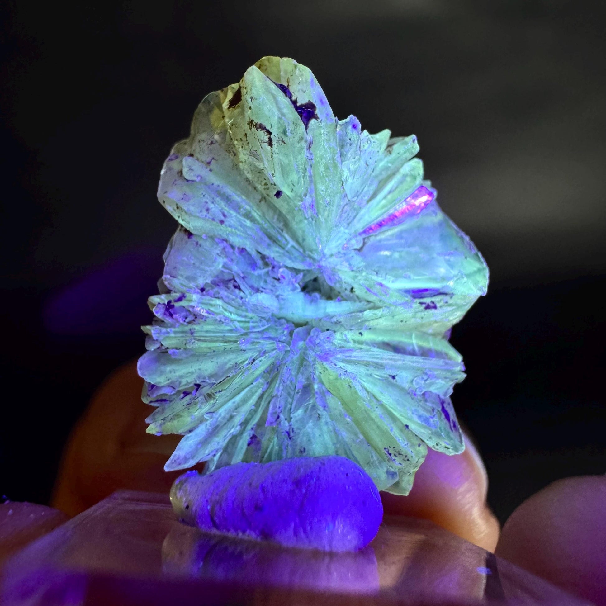 Golden Selenite Rosette | Fluorescent UV Reactive Gypsum Crystal