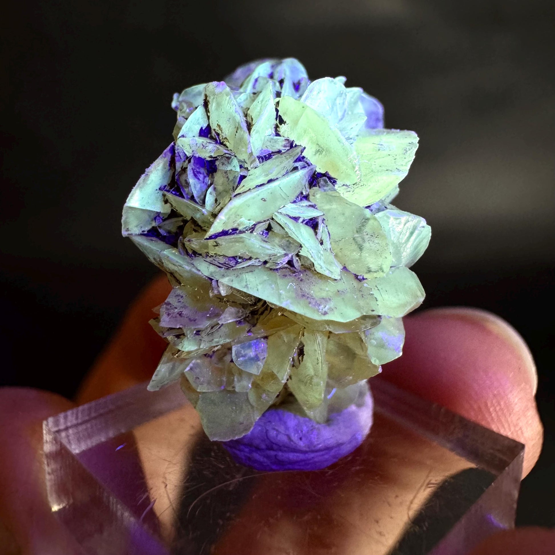 Golden Selenite Rosette | Fluorescent UV Reactive Gypsum Crystal