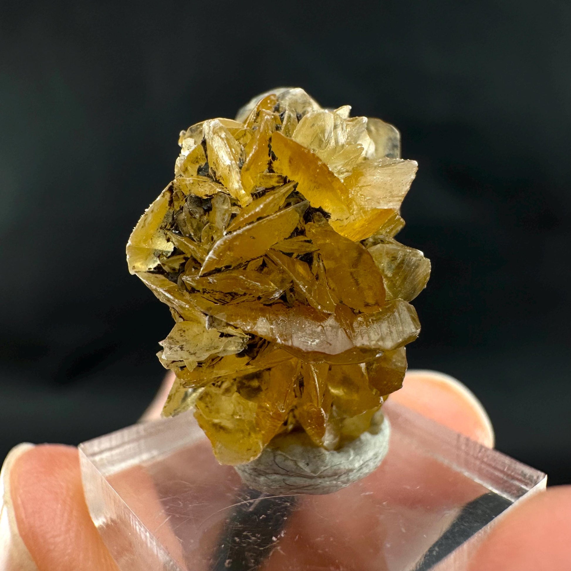 Golden Selenite Rosette | Fluorescent UV Reactive Gypsum Crystal