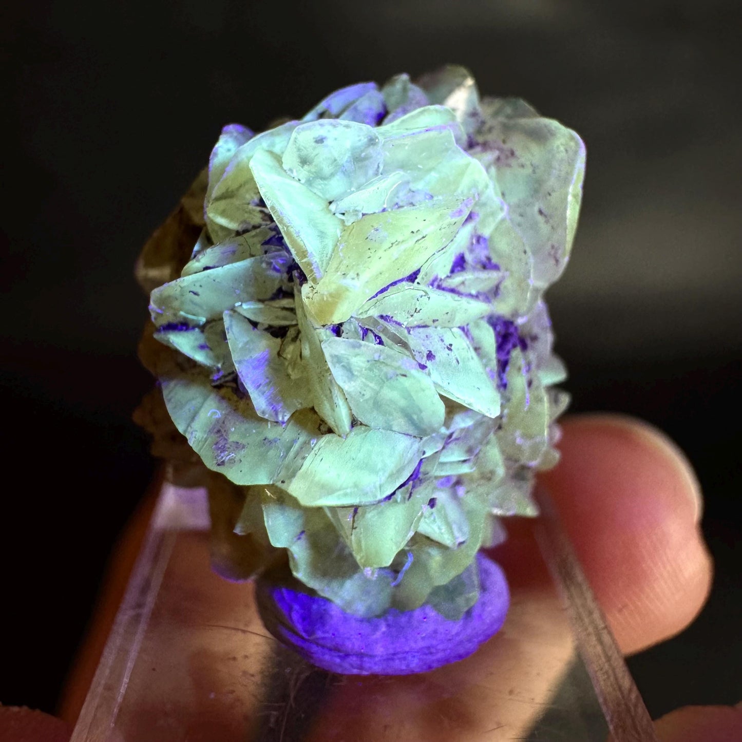 Golden Selenite Rosette | Fluorescent UV Reactive Gypsum Crystal