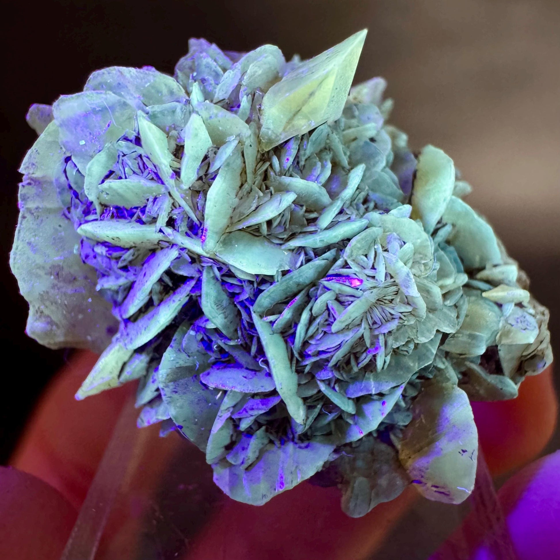 Golden Selenite Rosette | Fluorescent UV Reactive Gypsum Crystal