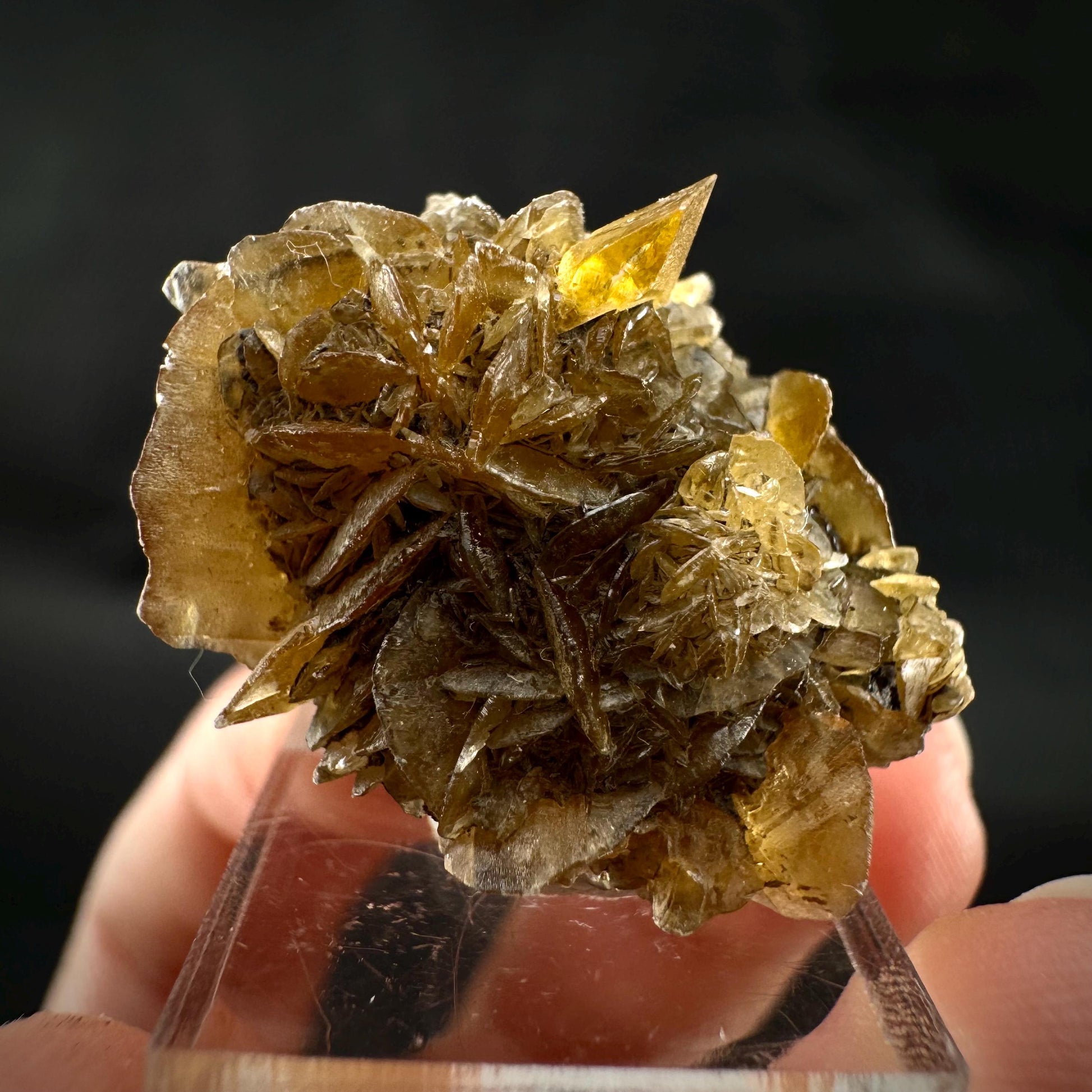 Golden Selenite Rosette | Fluorescent UV Reactive Gypsum Crystal