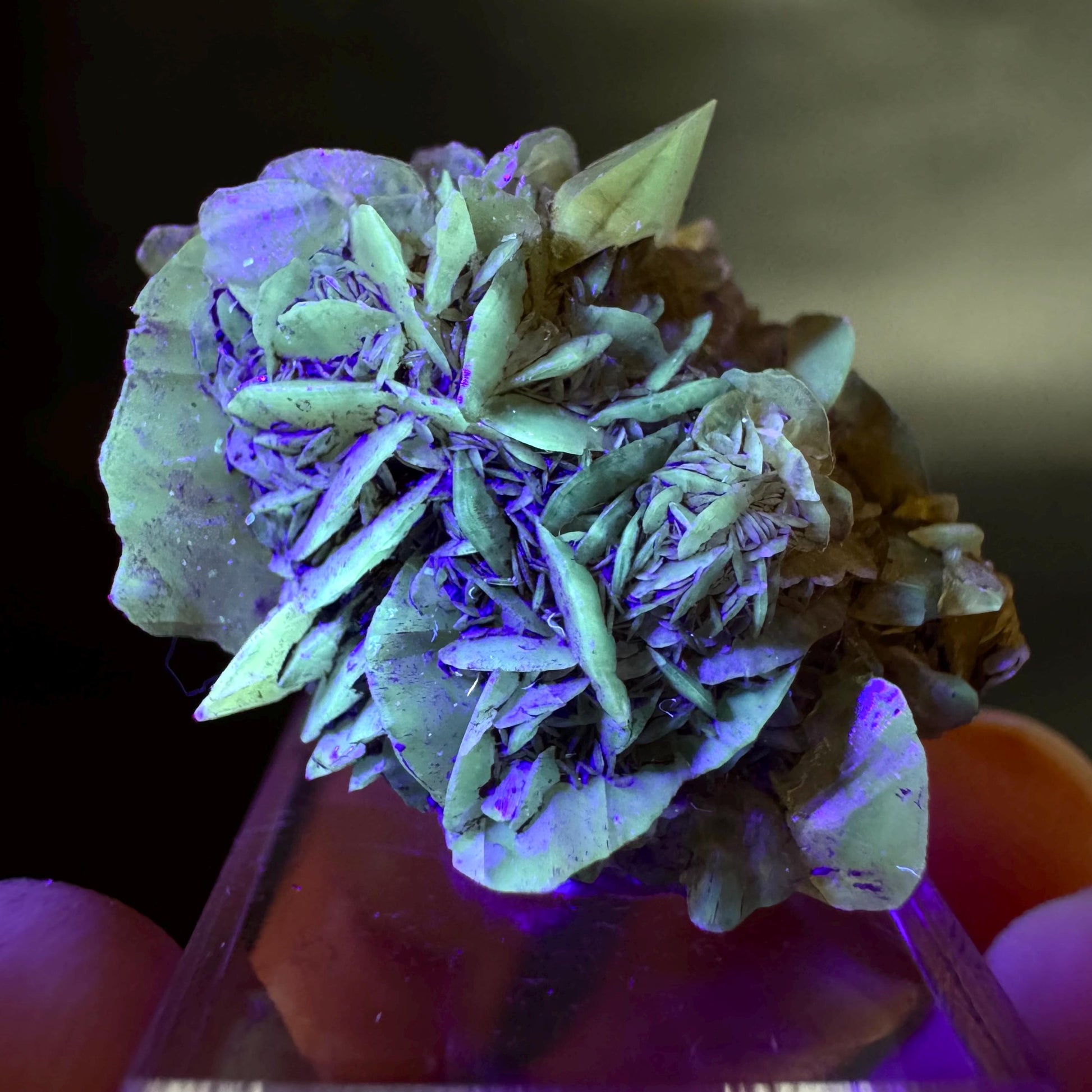 Golden Selenite Rosette | Fluorescent UV Reactive Gypsum Crystal