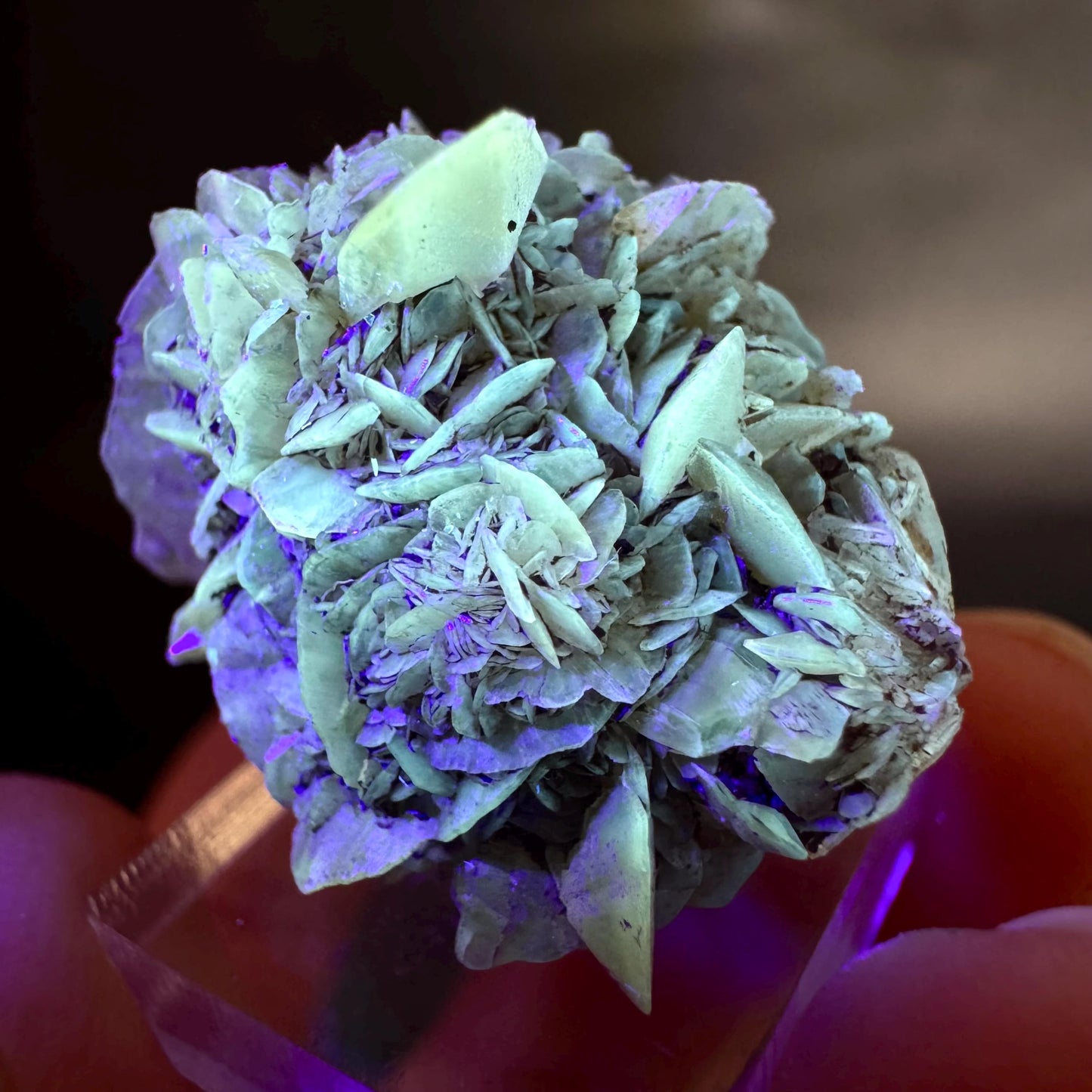 Golden Selenite Rosette | Fluorescent UV Reactive Gypsum Crystal