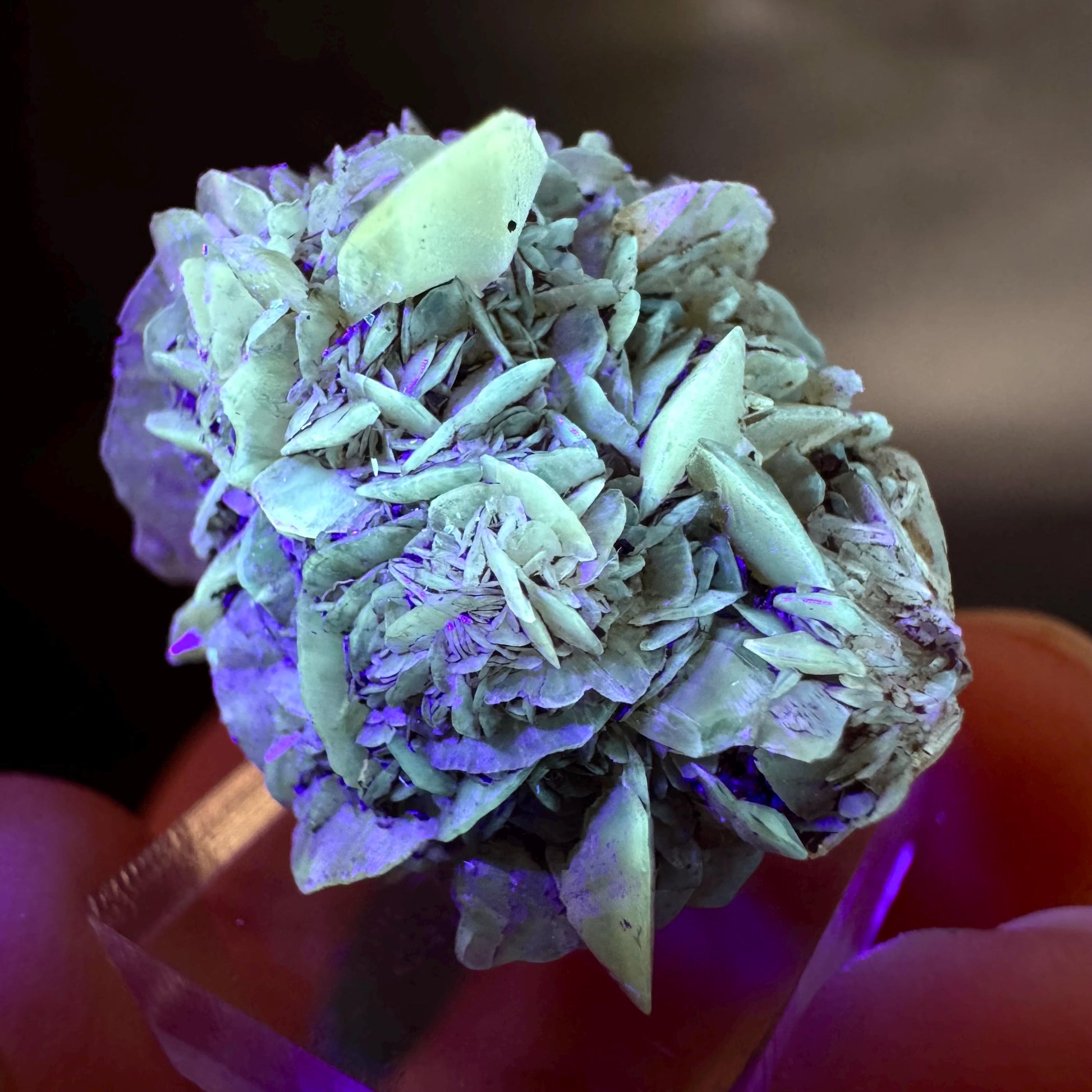 Golden Selenite Rosette | Fluorescent UV Reactive Gypsum Crystal