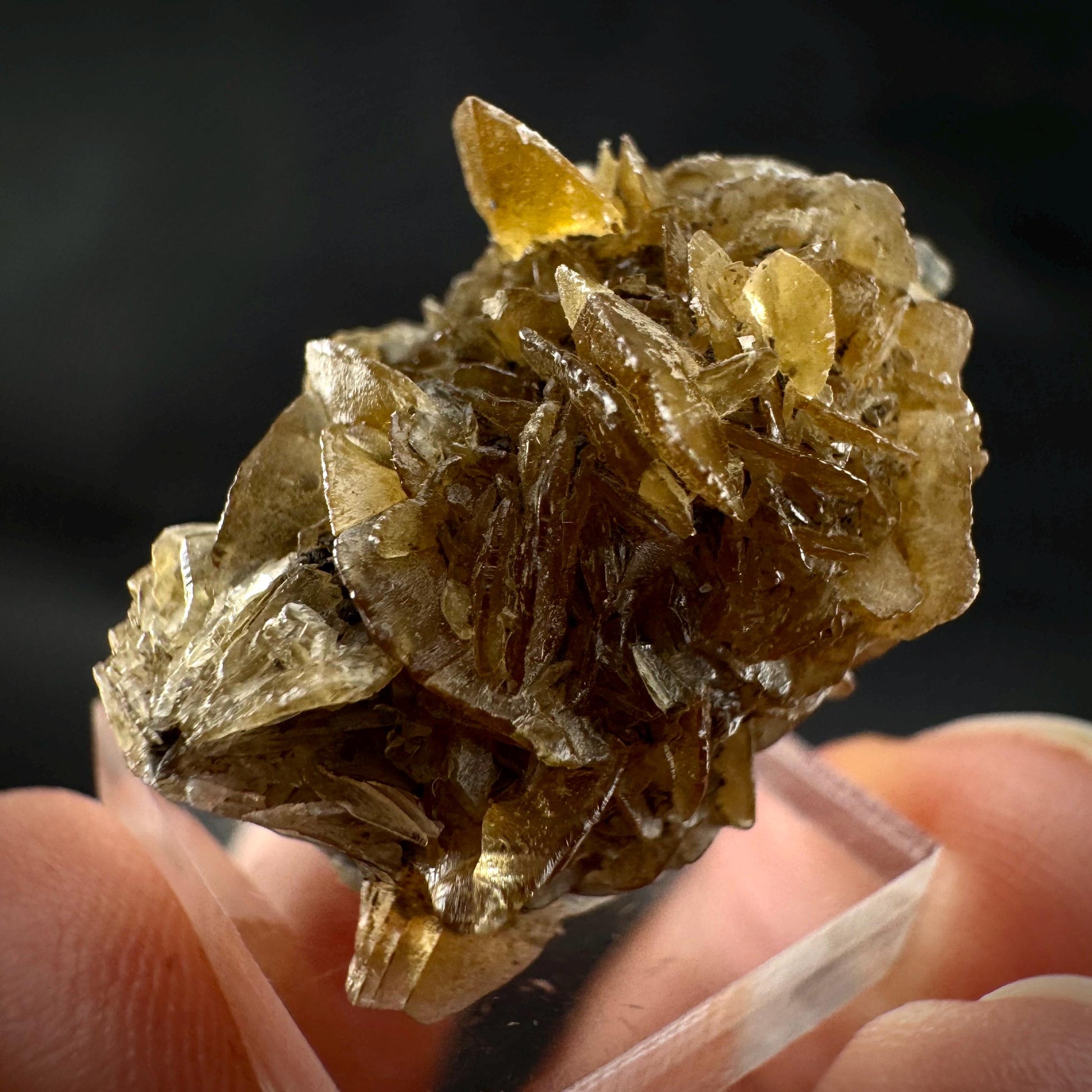 Golden Selenite Rosette | Fluorescent UV Reactive Gypsum Crystal