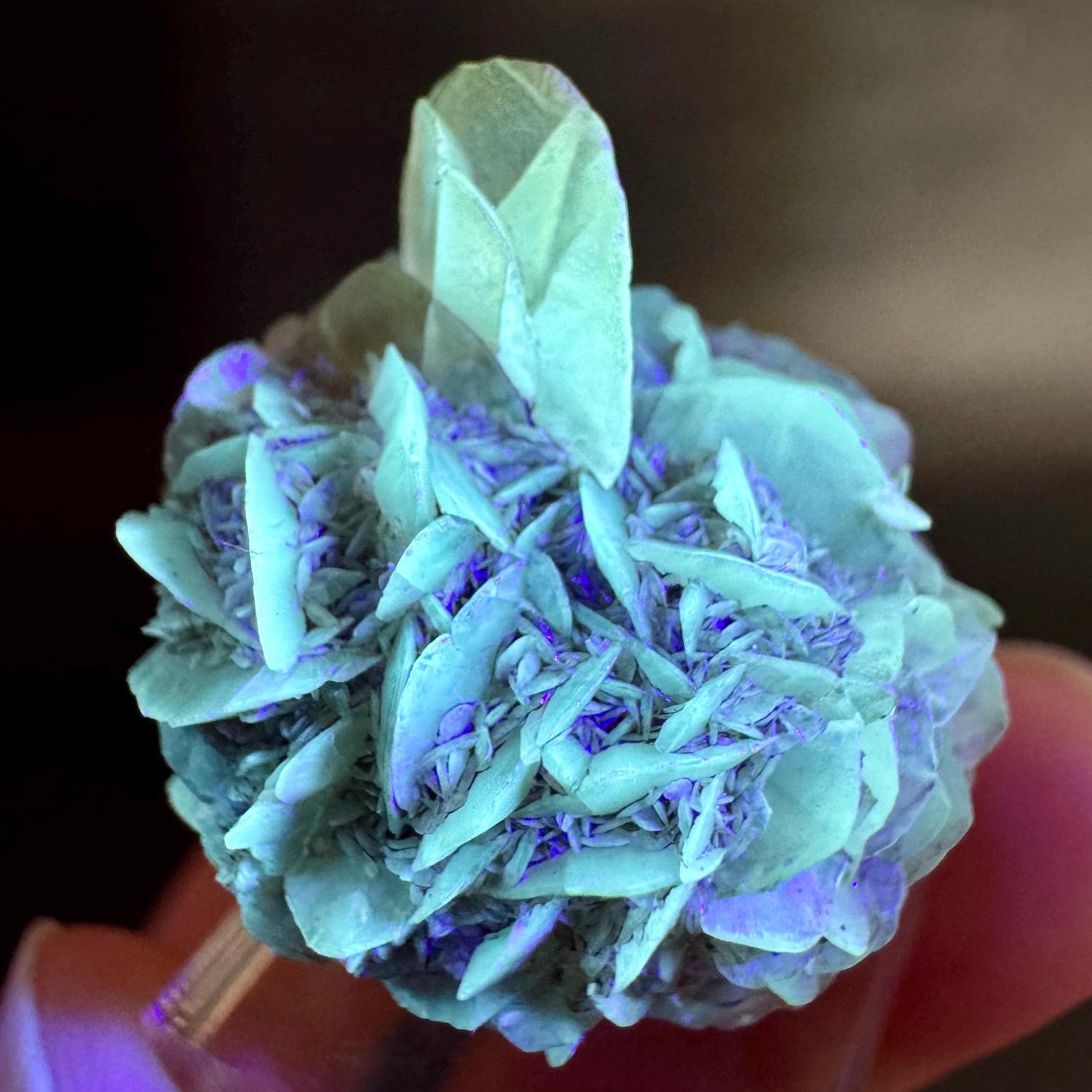 Golden Selenite Rosette | Fluorescent UV Reactive Gypsum Crystal