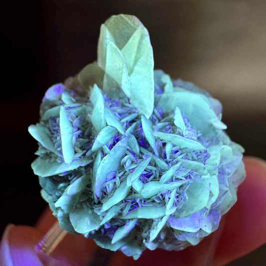 Golden Selenite Rosette | Fluorescent UV Reactive Gypsum Crystal