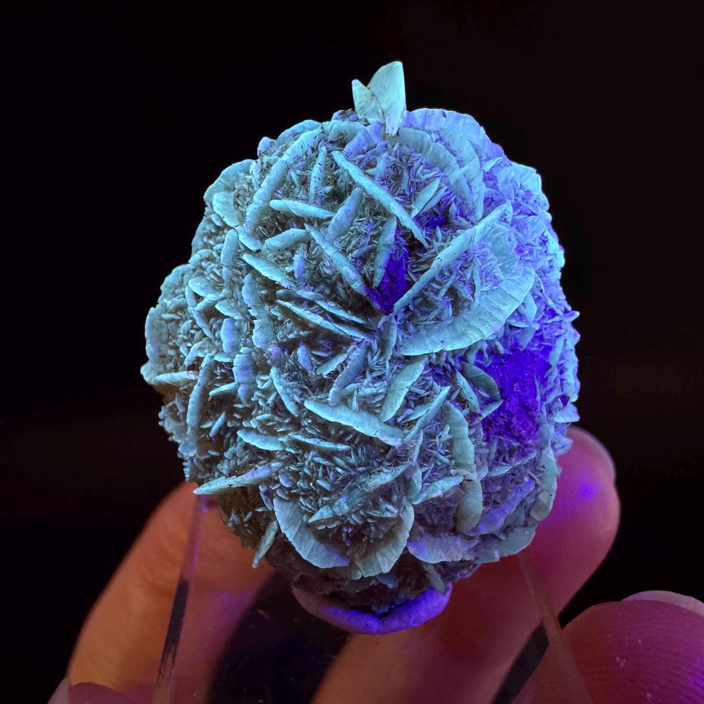 Golden Selenite Rosette | Fluorescent UV Reactive Gypsum Crystal