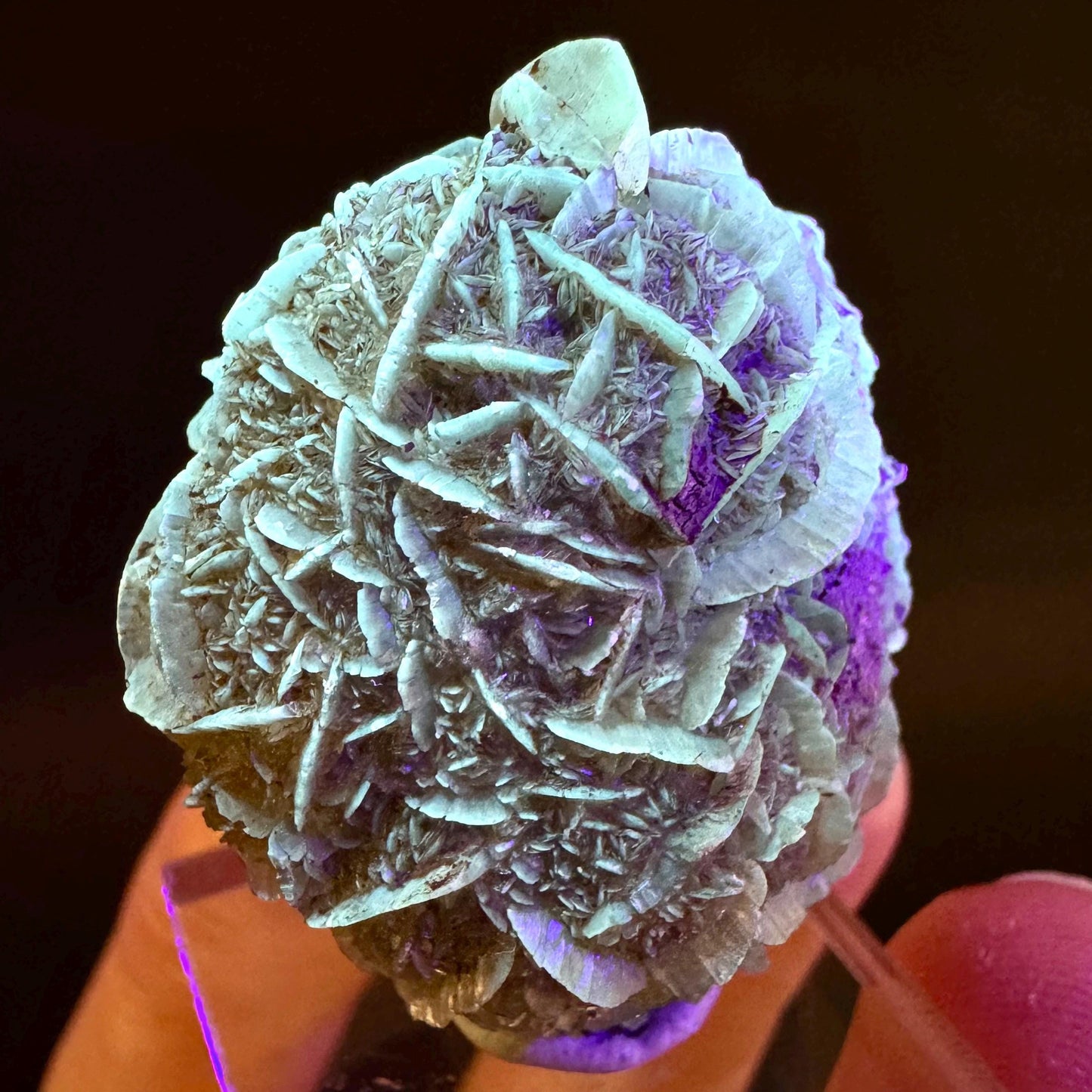 Golden Selenite Rosette | Fluorescent UV Reactive Gypsum Crystal