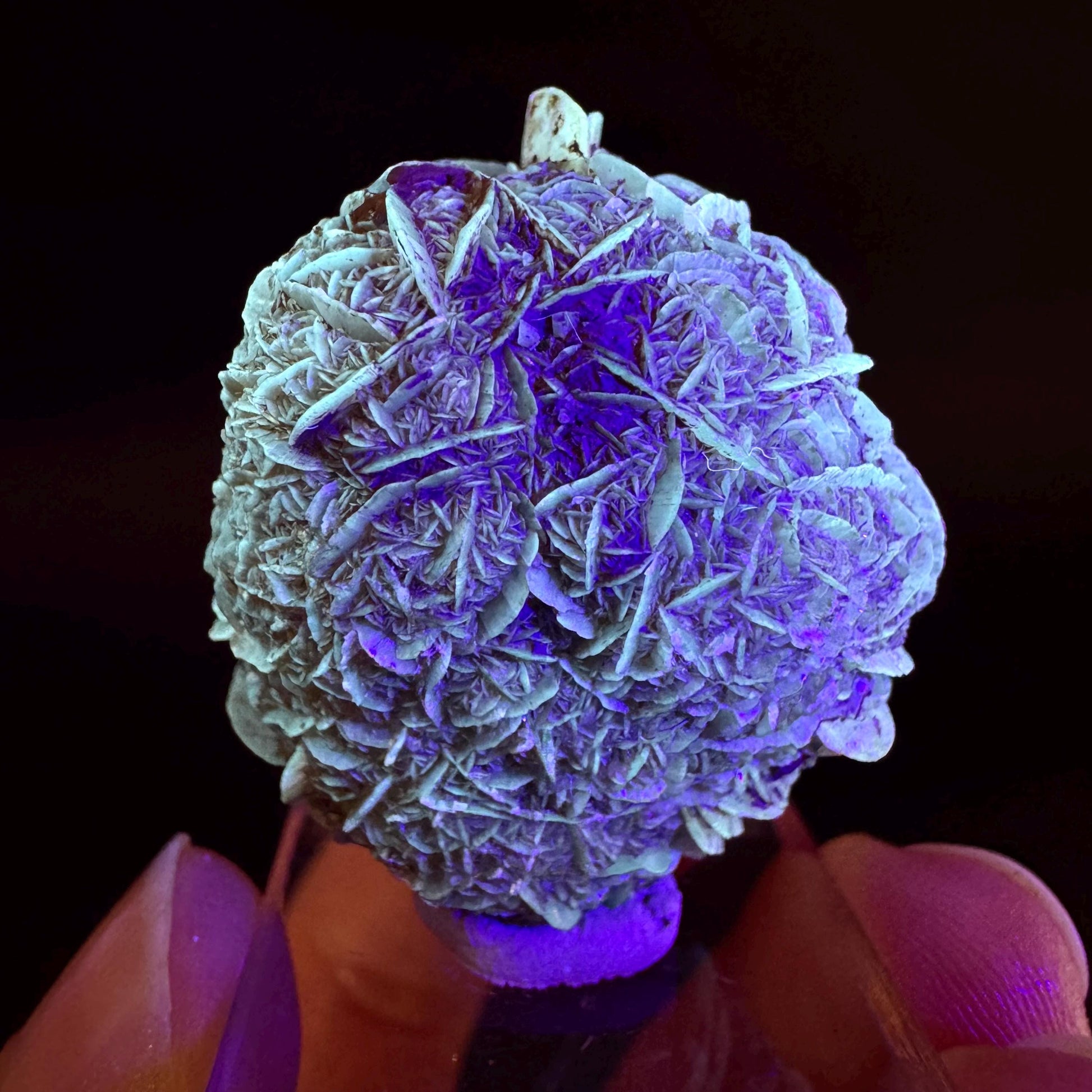 Golden Selenite Rosette | Fluorescent UV Reactive Gypsum Crystal