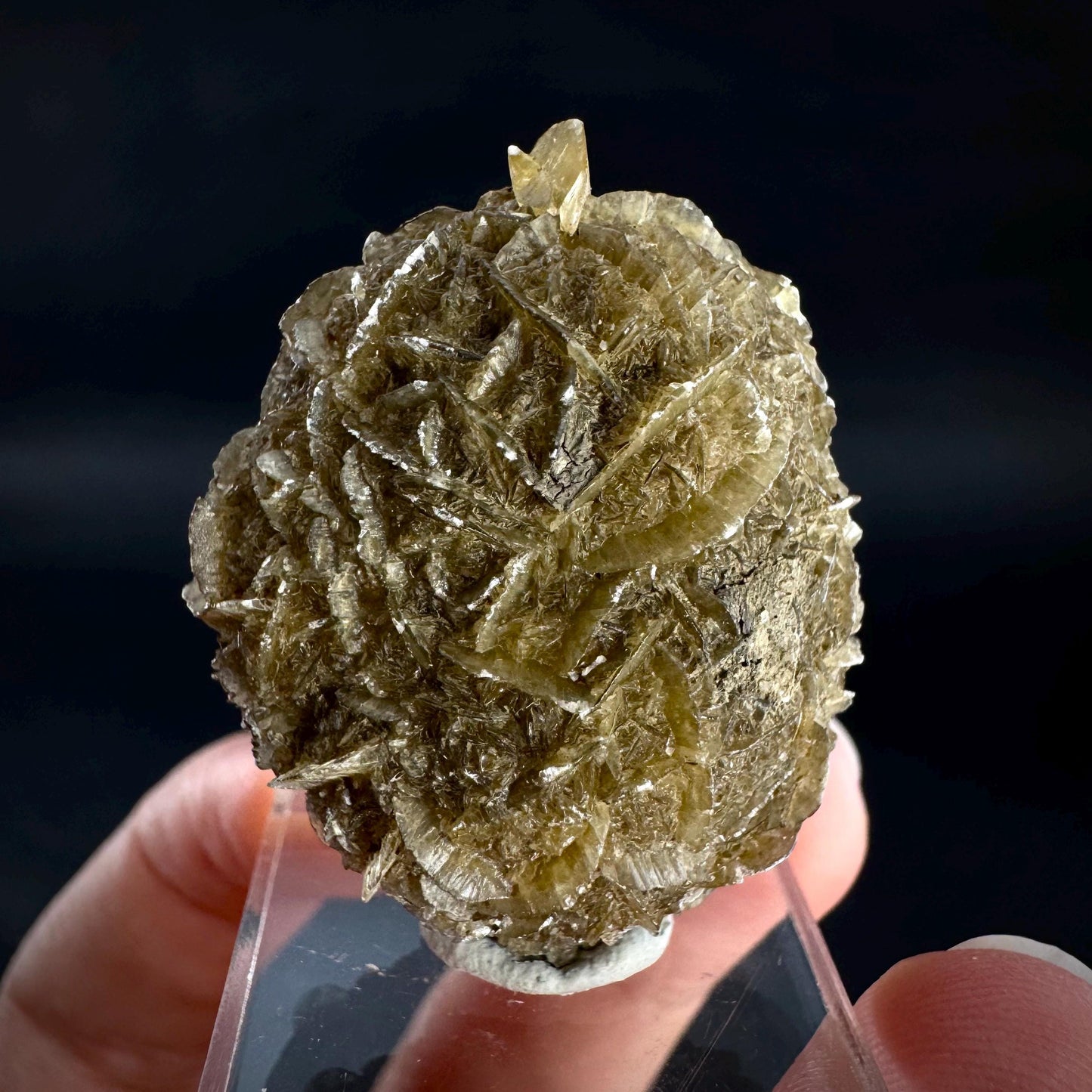 Golden Selenite Rosette | Fluorescent UV Reactive Gypsum Crystal