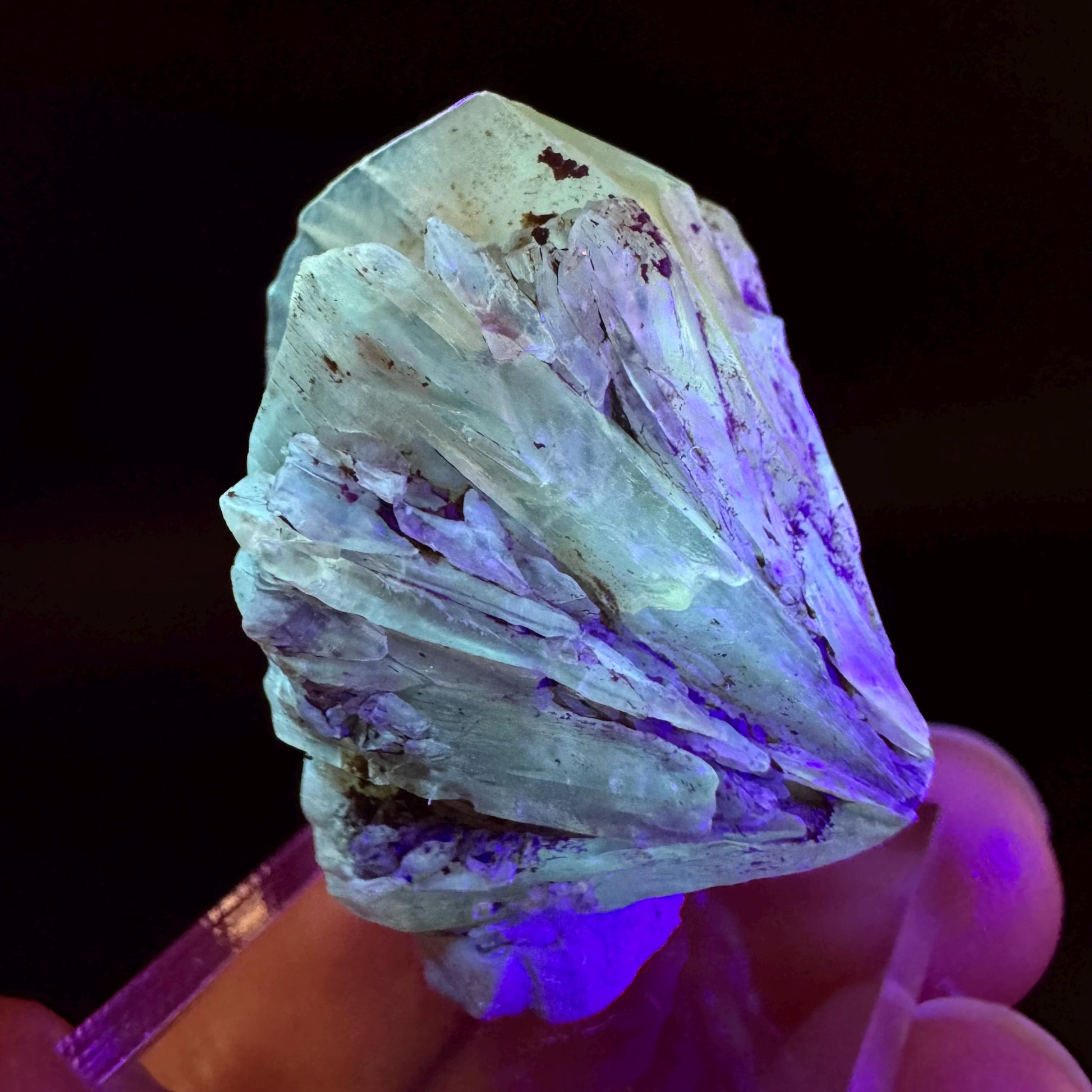 Golden Selenite Rosette | Fluorescent UV Reactive Gypsum Crystal