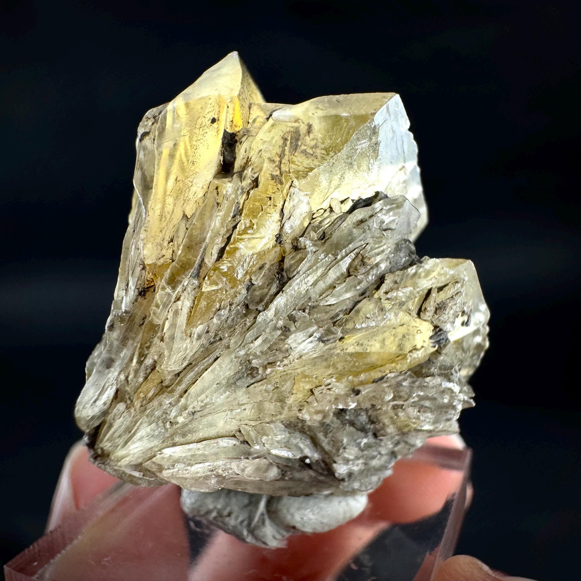 Golden Selenite Rosette | Fluorescent UV Reactive Gypsum Crystal