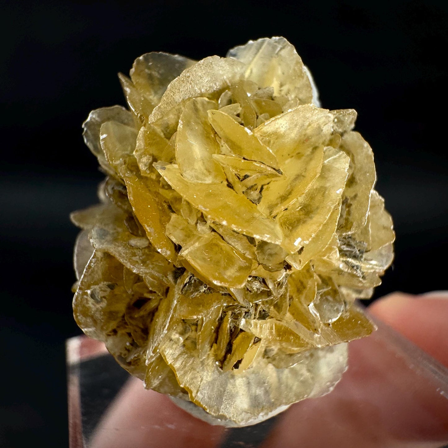 Golden Selenite Rosette | Fluorescent UV Reactive Gypsum Crystal