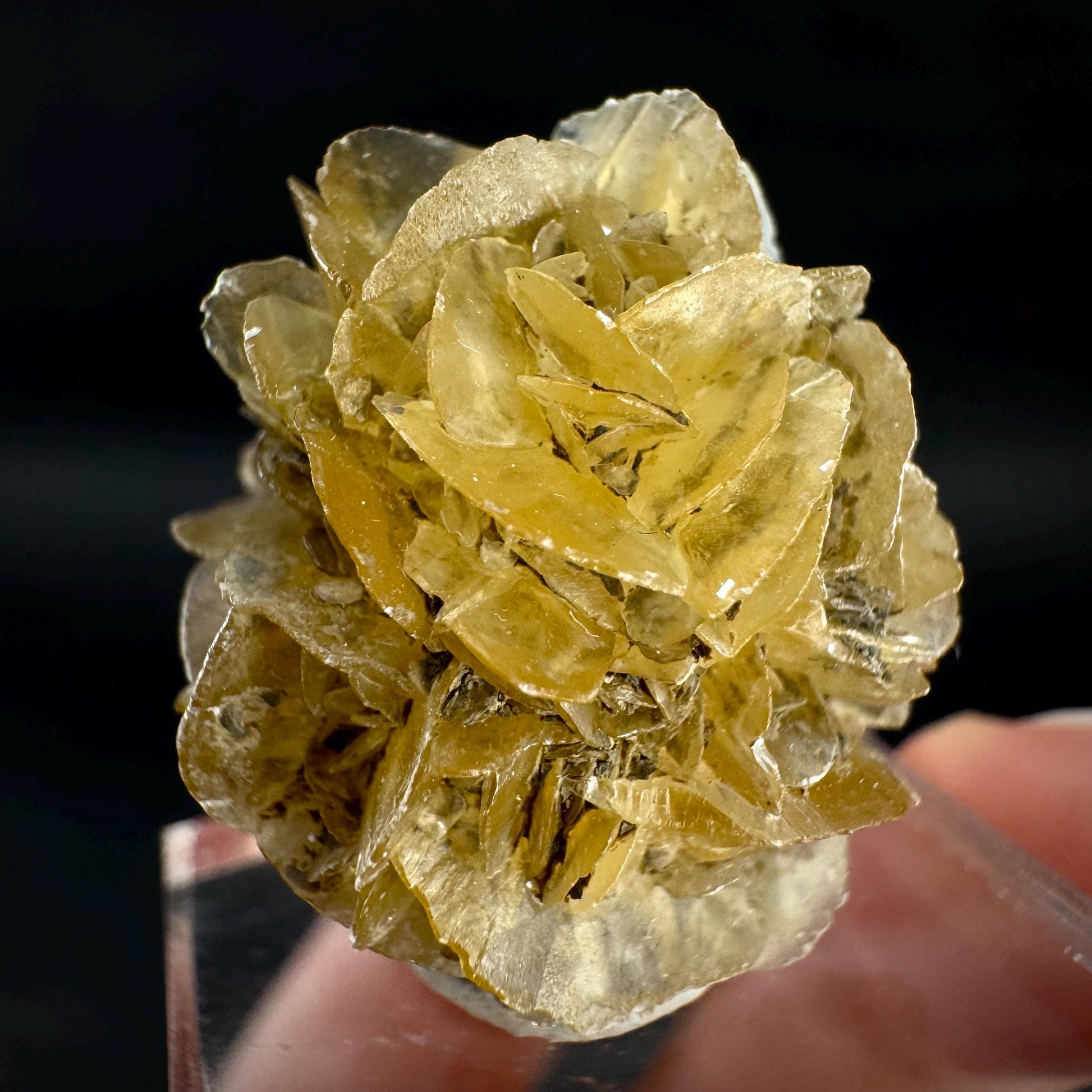 Golden Selenite Rosette | Fluorescent UV Reactive Gypsum Crystal