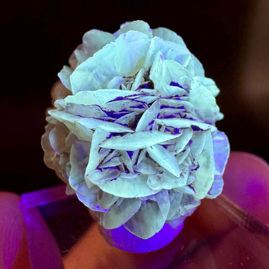 Golden Selenite Rosette | Fluorescent UV Reactive Gypsum Crystal