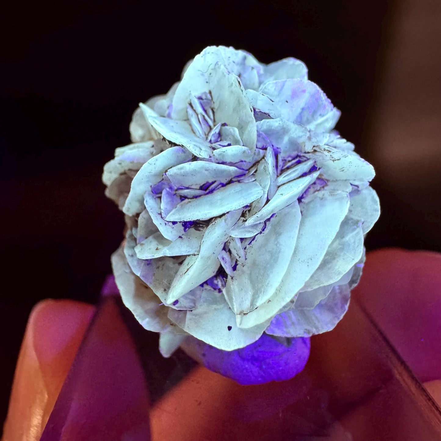 Golden Selenite Rosette | Fluorescent UV Reactive Gypsum Crystal