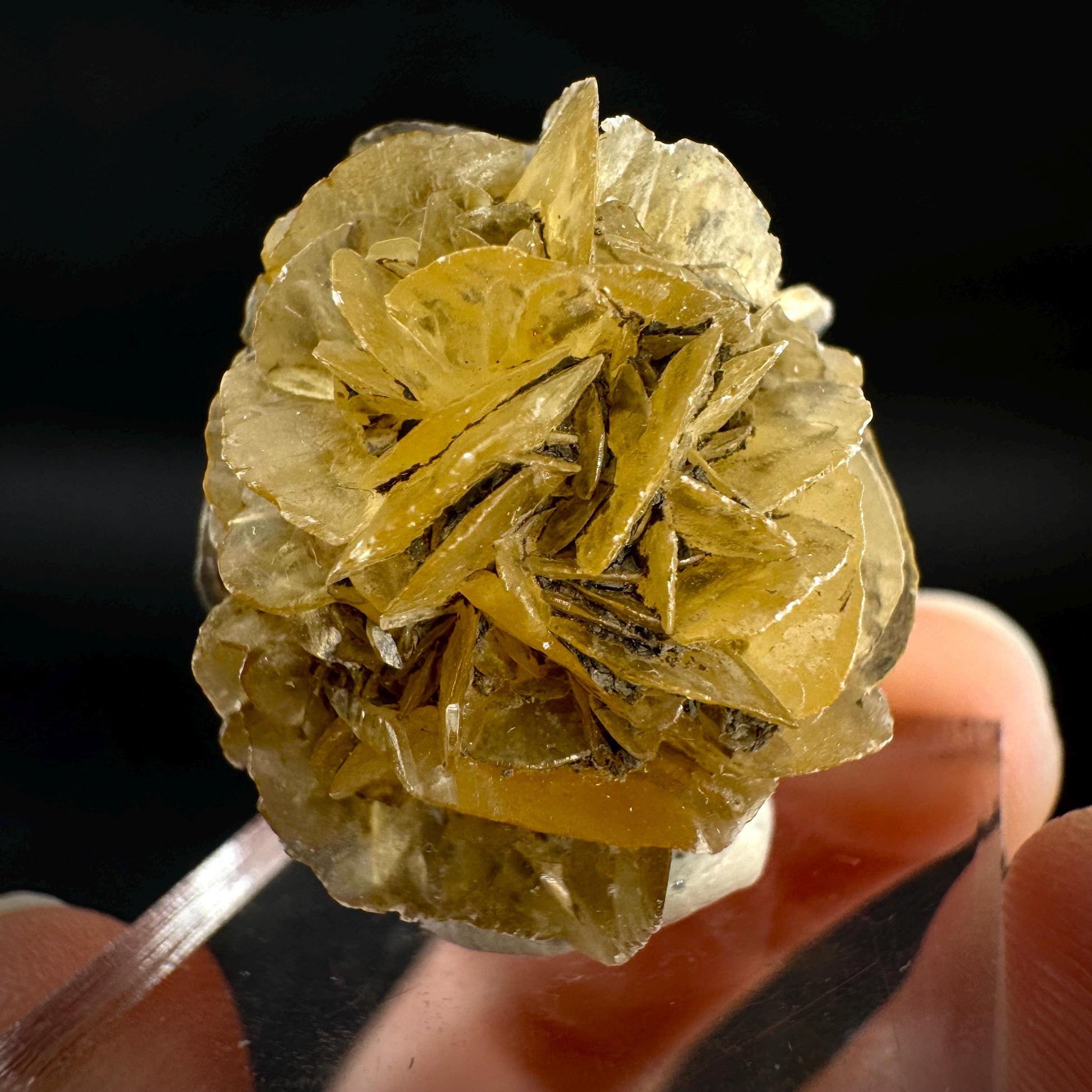 Golden Selenite Rosette | Fluorescent UV Reactive Gypsum Crystal