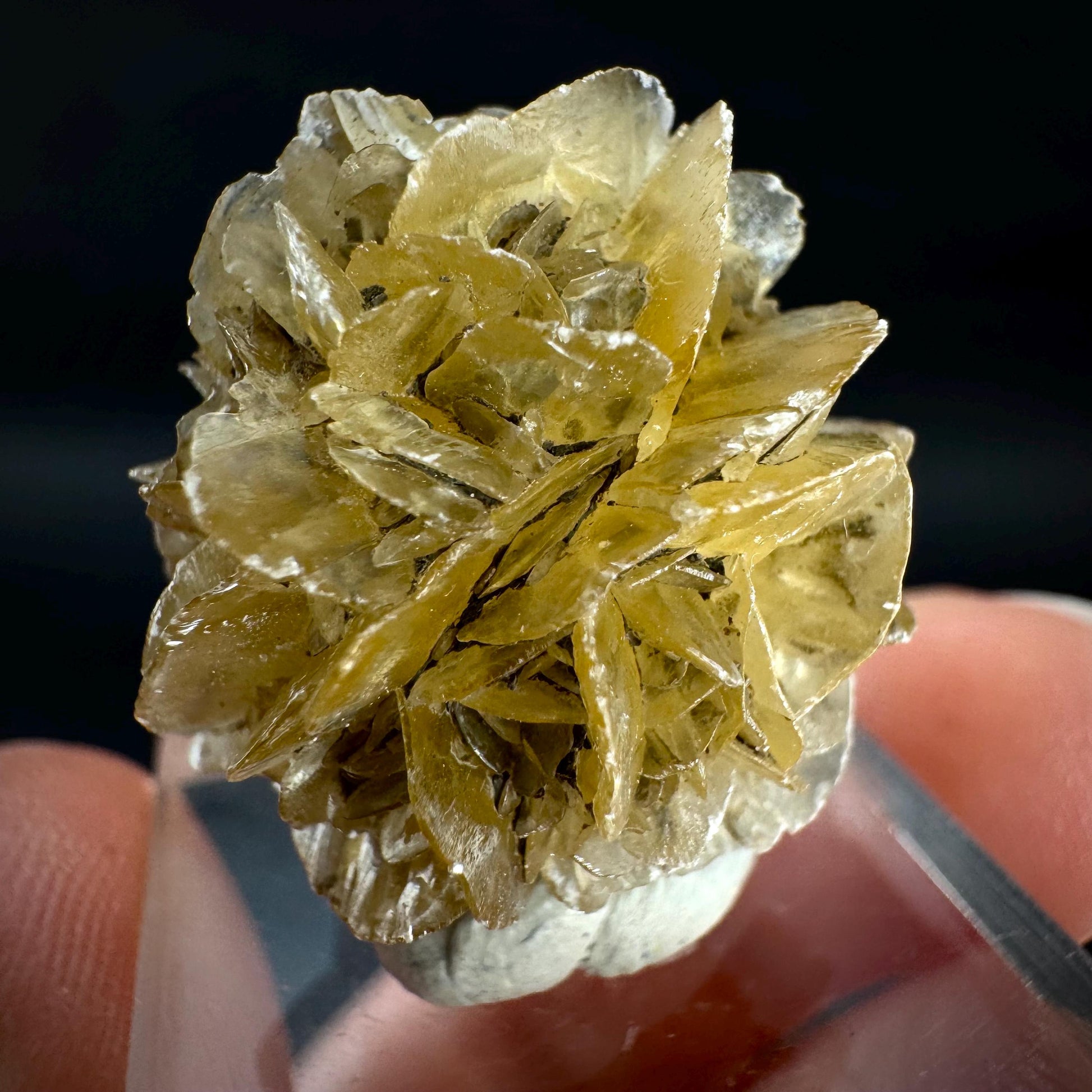 Golden Selenite Rosette | Fluorescent UV Reactive Gypsum Crystal