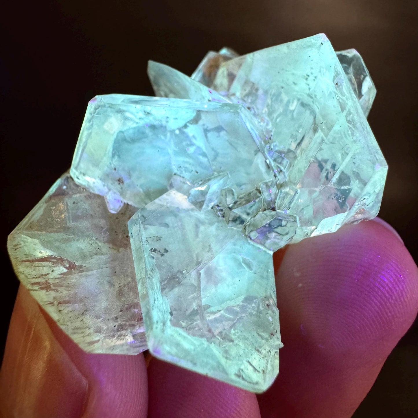 Golden Selenite Rosette | Fluorescent UV Reactive Gypsum Crystal