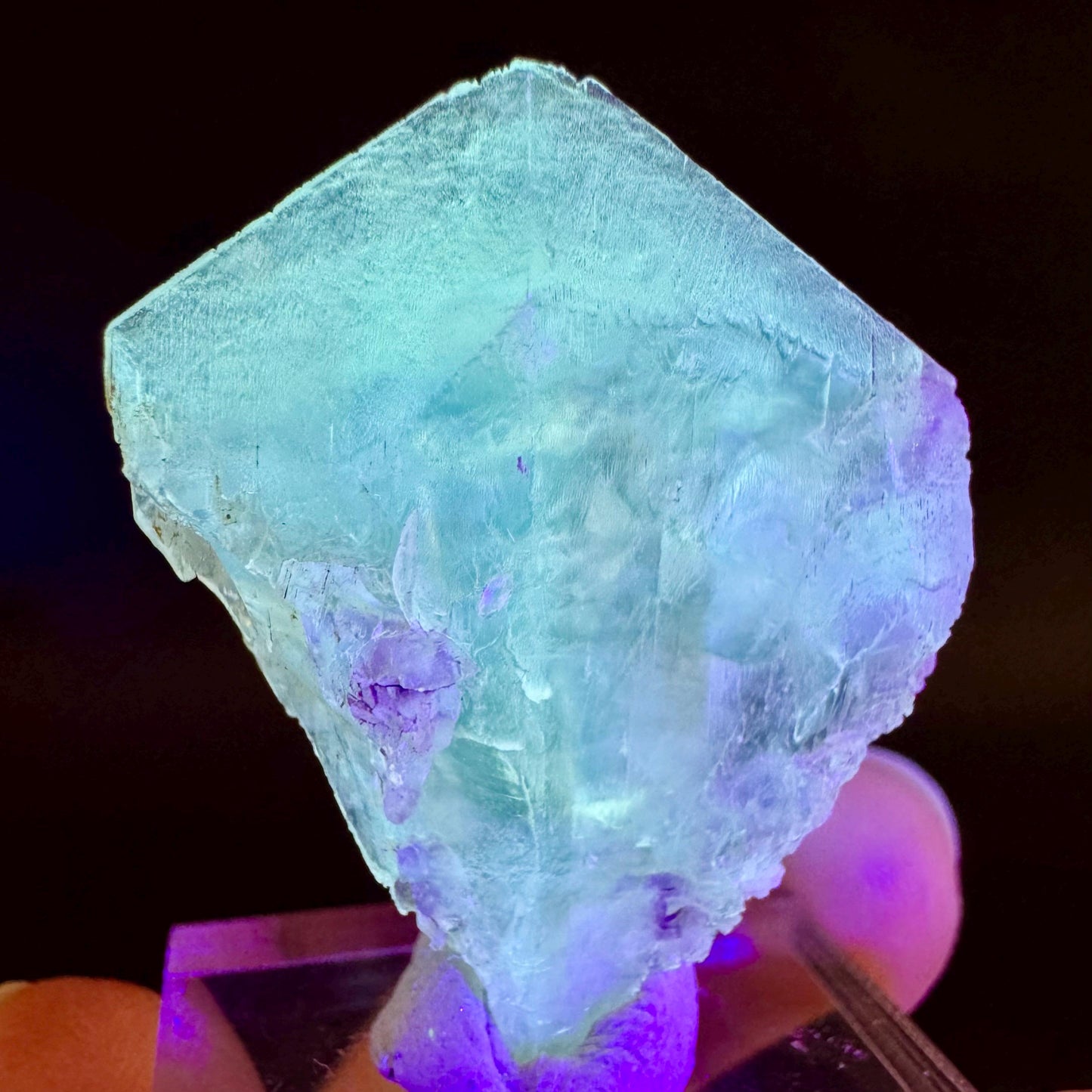 Golden Selenite Blade | Fluorescent UV Reactive Gypsum Crystal