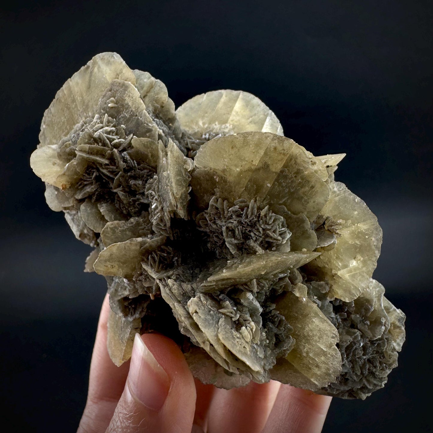 Golden Selenite Rosette | Phosphorescent UV Reactive Gypsum Crystal from Canada