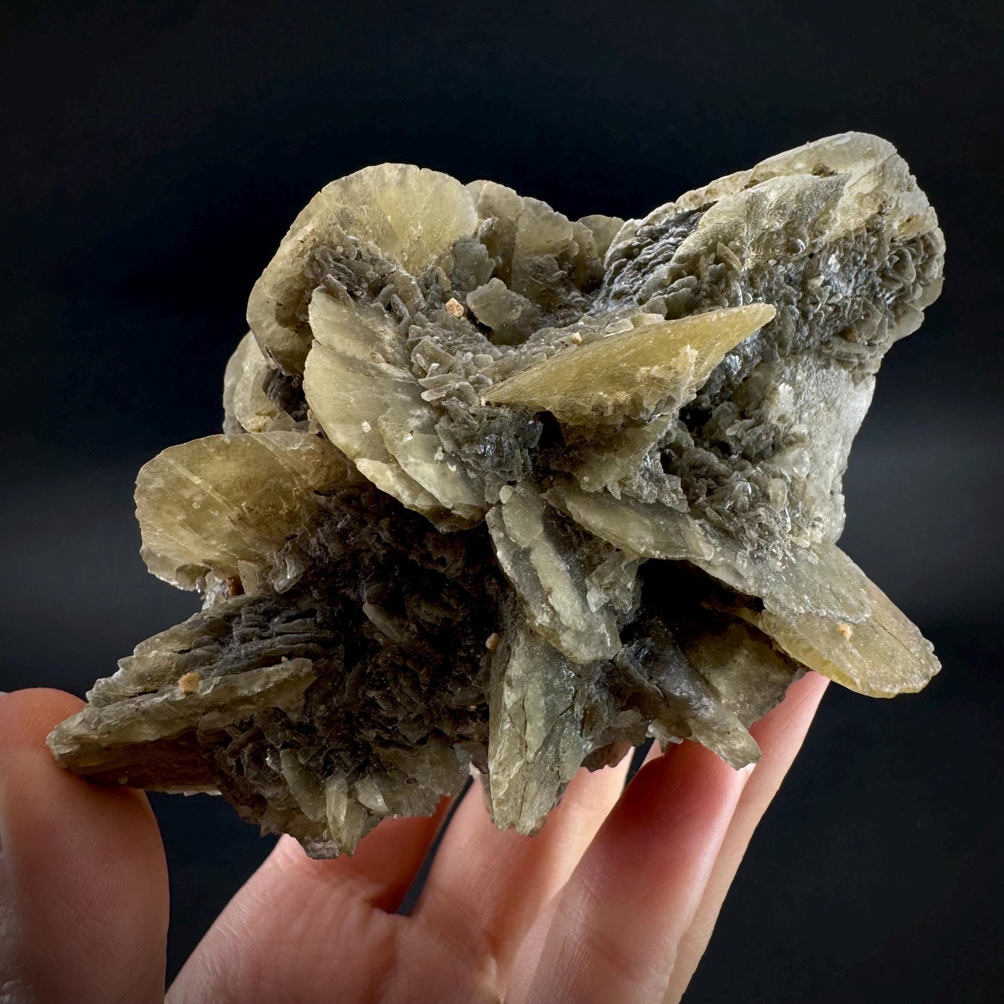 Golden Selenite Rosette | Phosphorescent UV Reactive Gypsum Crystal from Canada