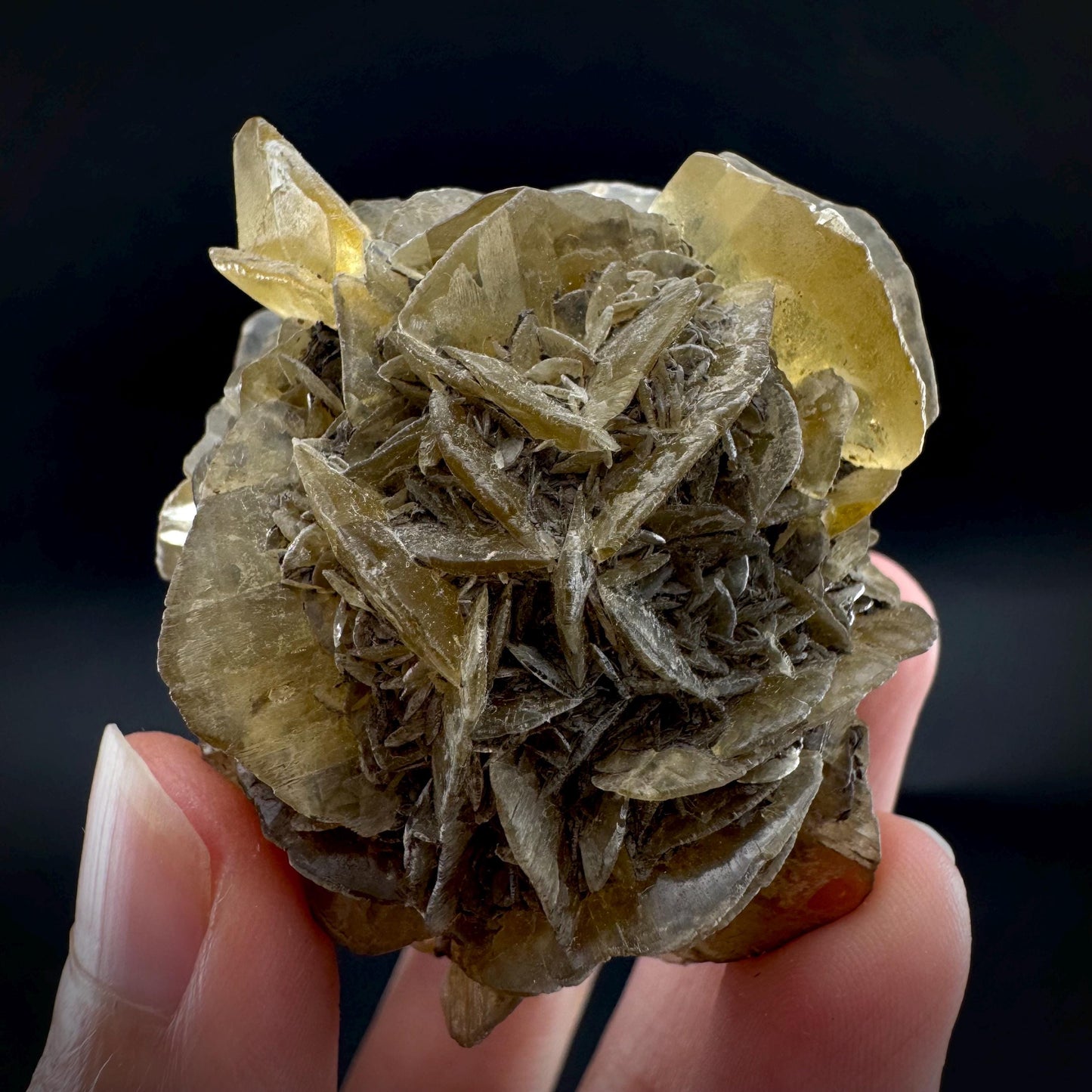 Golden Selenite Rosette | Phosphorescent UV Reactive Gypsum Crystal from Canada