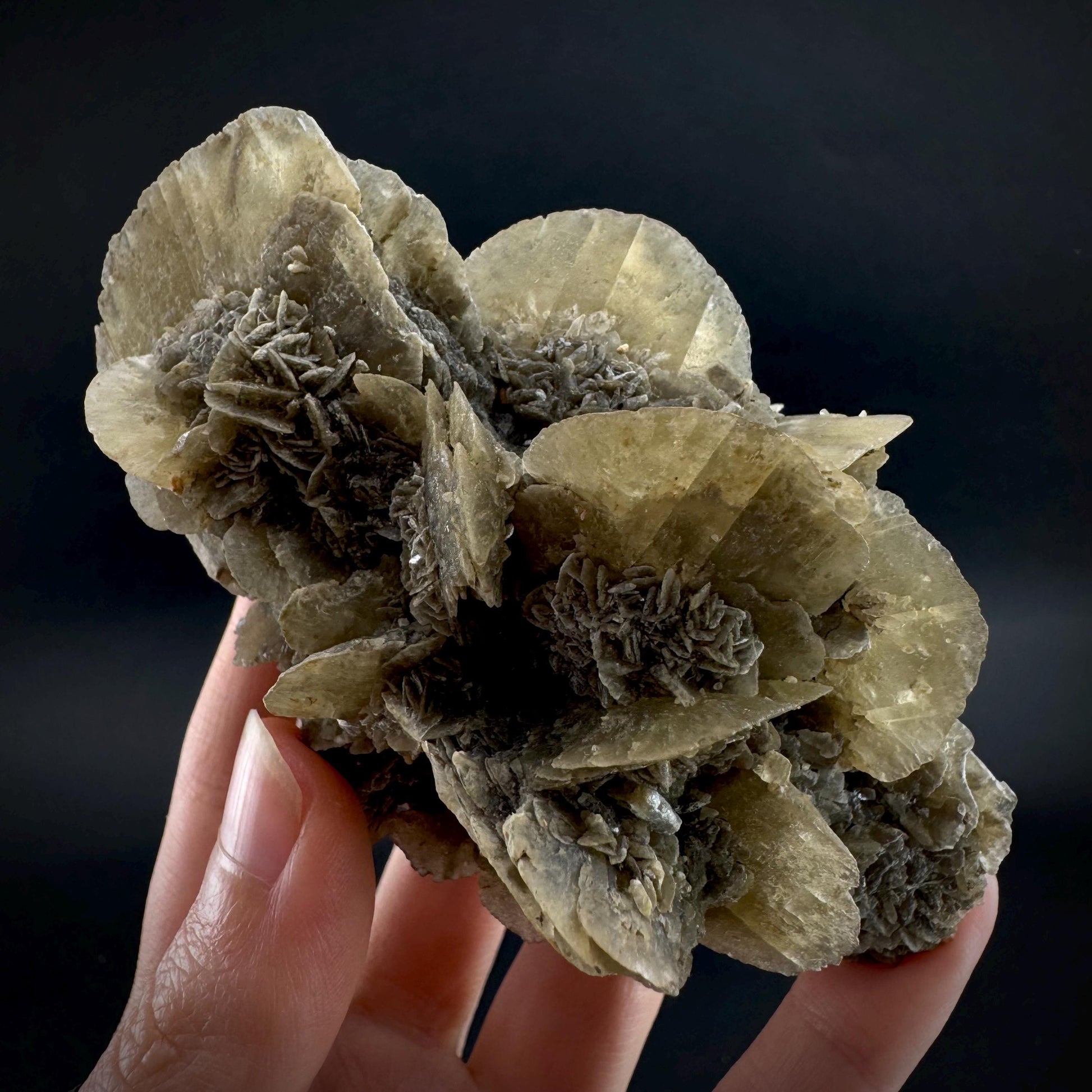 Golden Selenite Rosette | Phosphorescent UV Reactive Gypsum Crystal from Canada