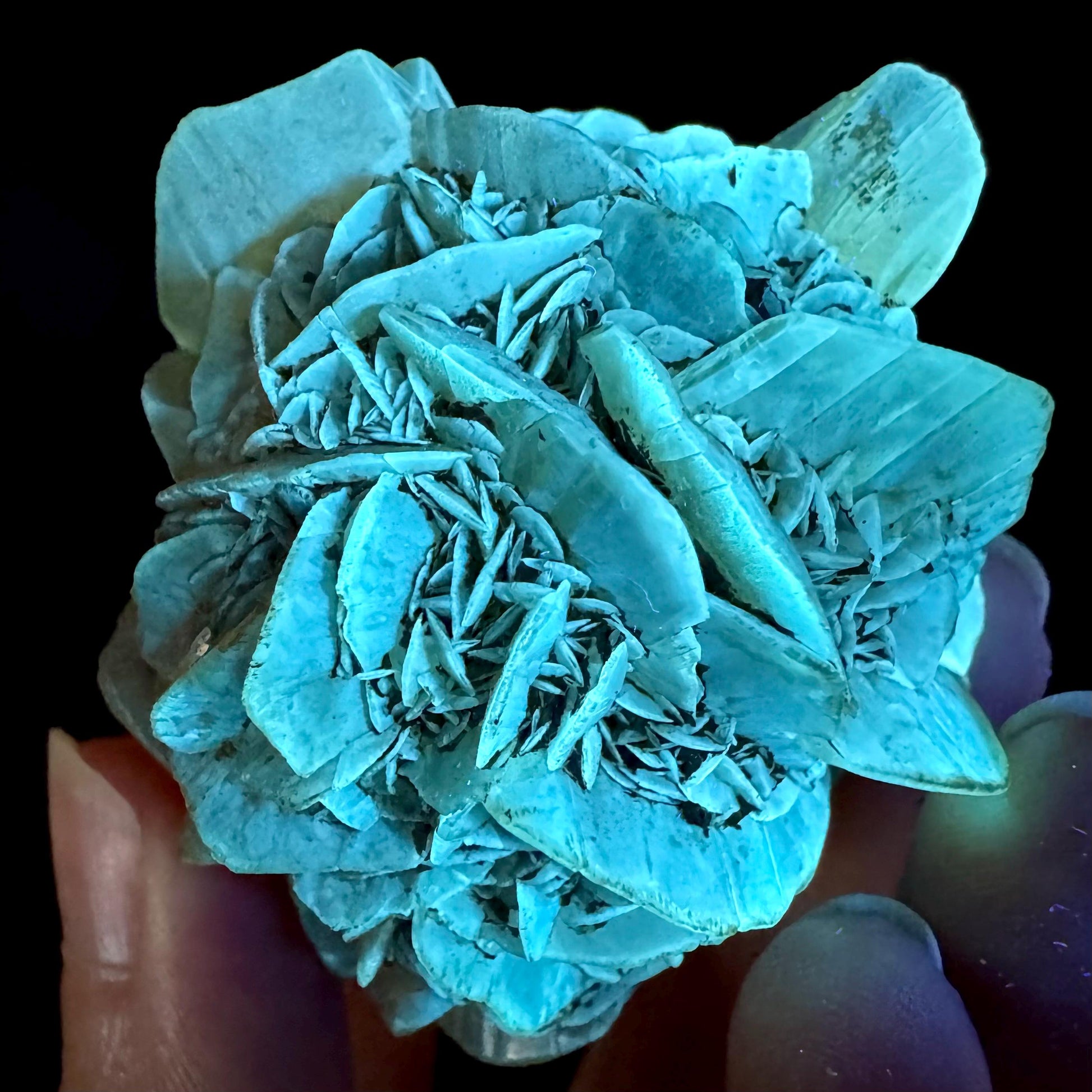 Golden Selenite Rosette | Phosphorescent UV Reactive Gypsum Crystal from Canada