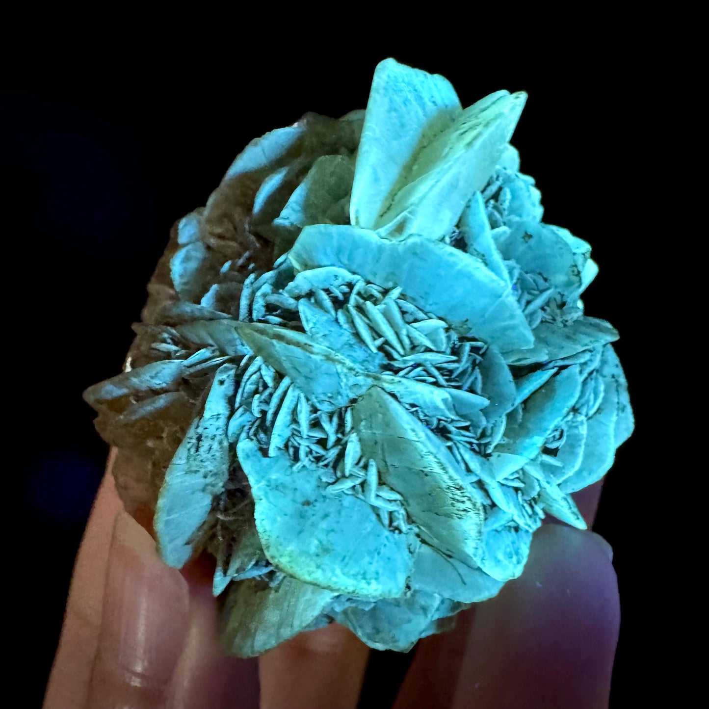 Golden Selenite Rosette | Phosphorescent UV Reactive Gypsum Crystal from Canada