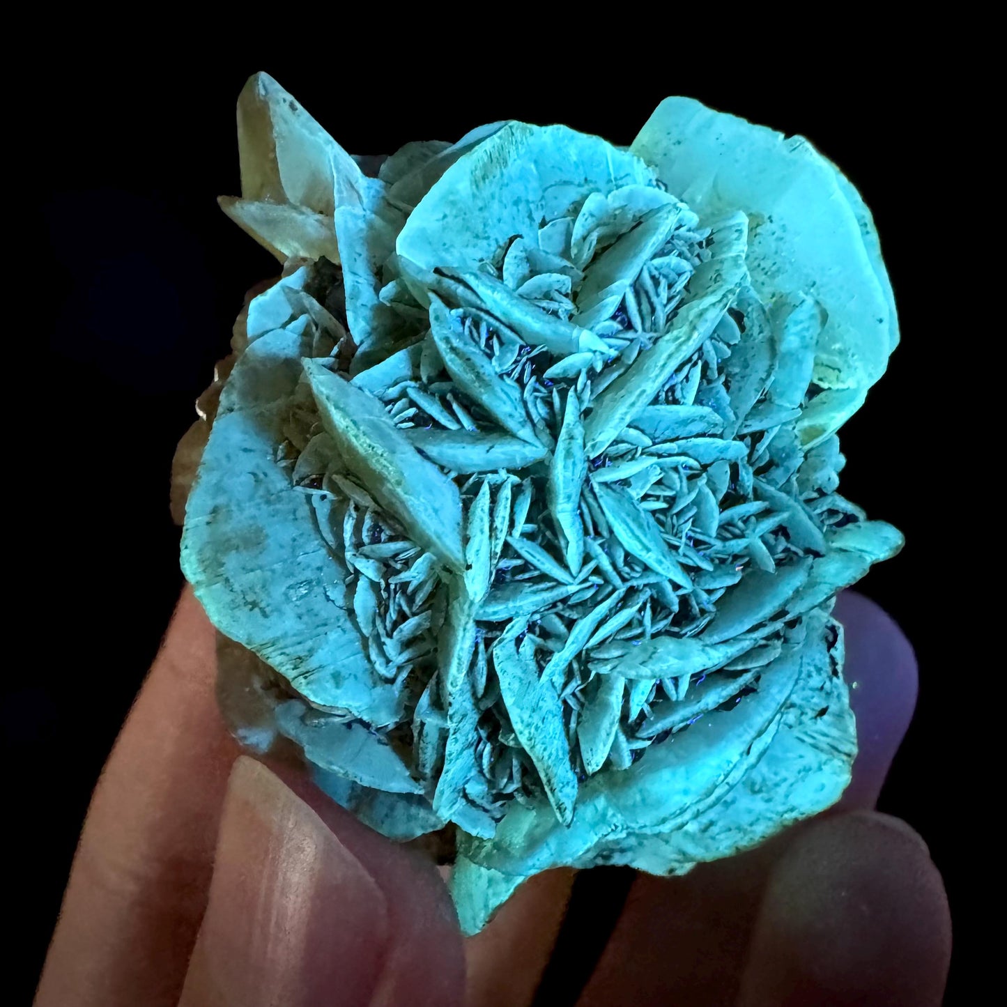Golden Selenite Rosette | Phosphorescent UV Reactive Gypsum Crystal from Canada