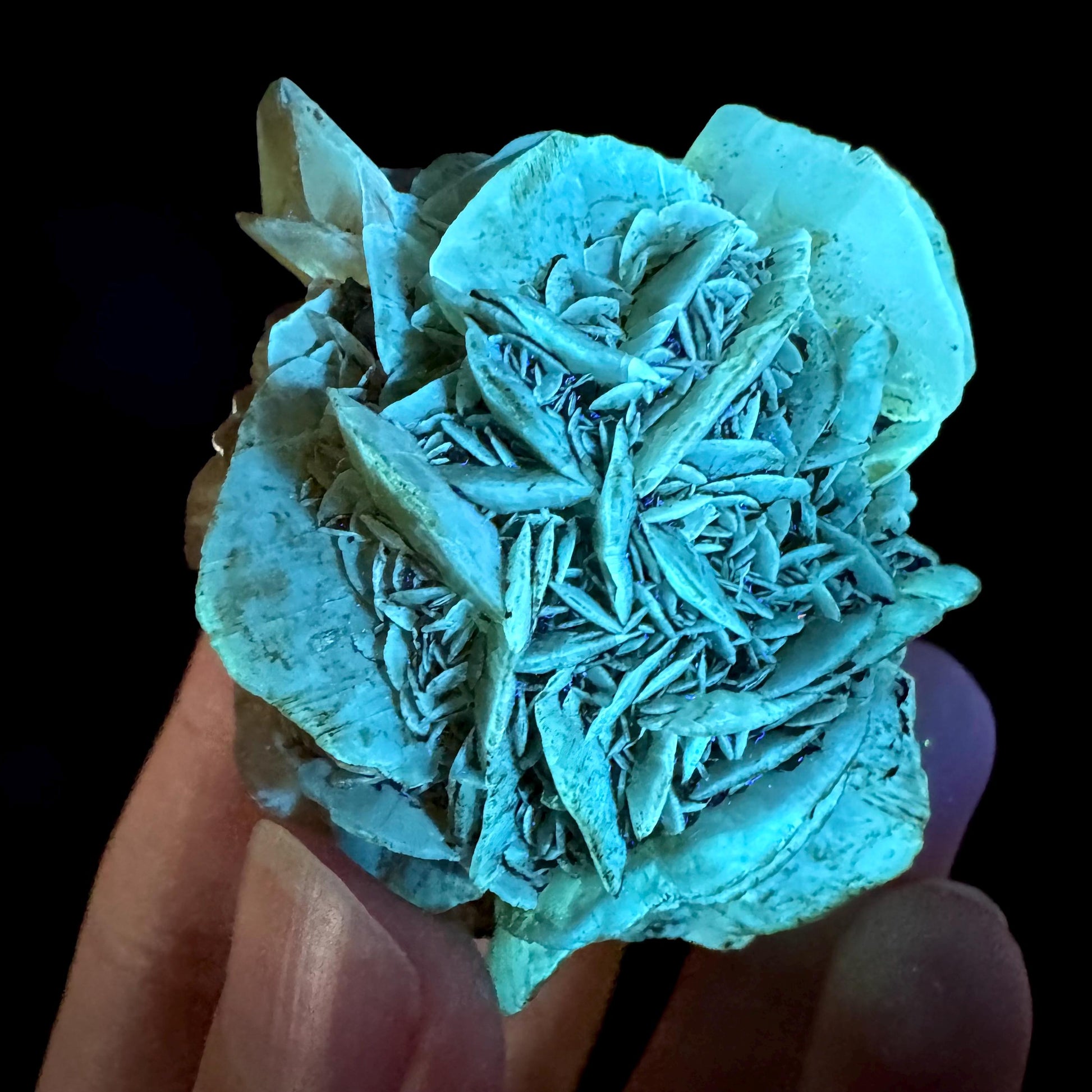 Golden Selenite Rosette | Phosphorescent UV Reactive Gypsum Crystal from Canada