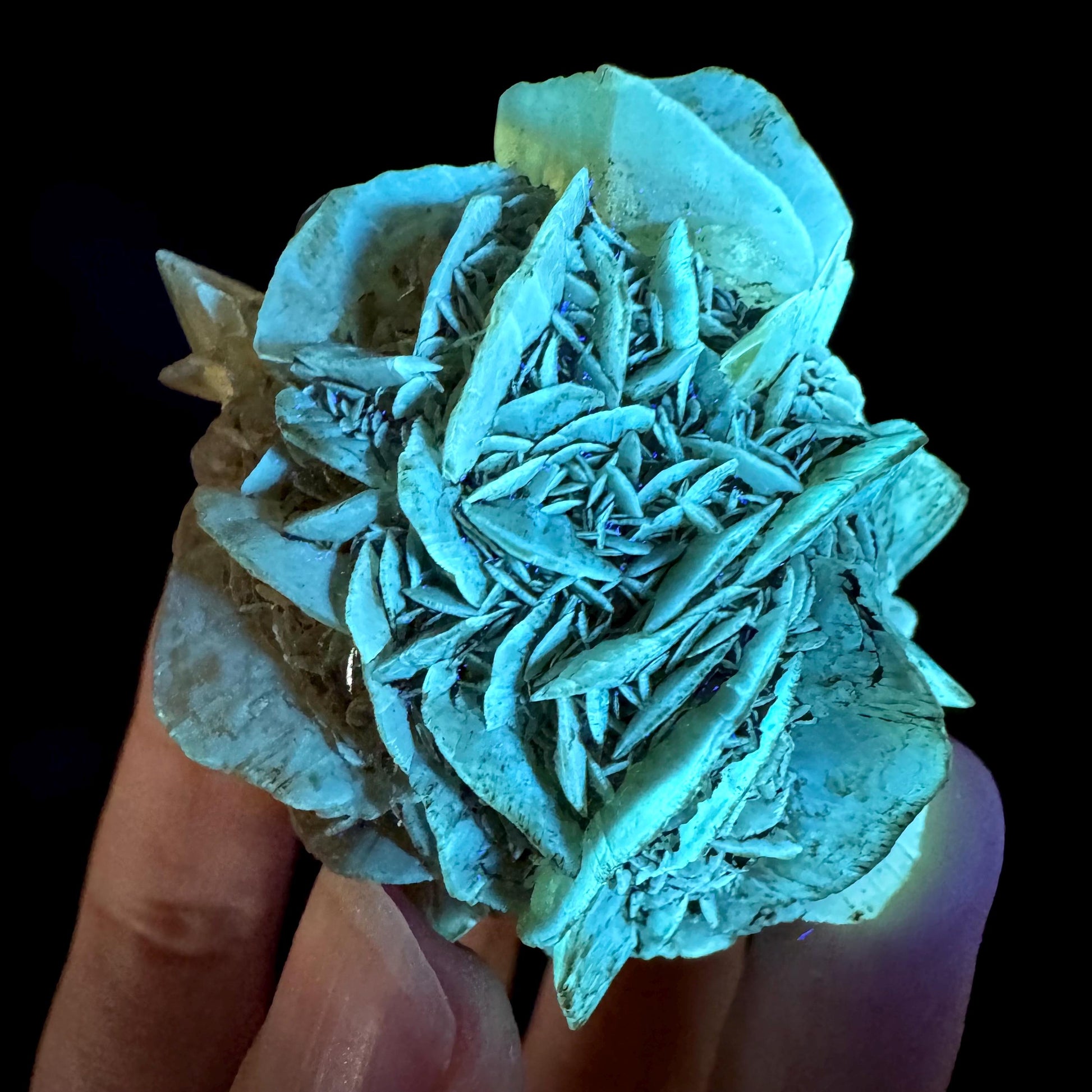 Golden Selenite Rosette | Phosphorescent UV Reactive Gypsum Crystal from Canada