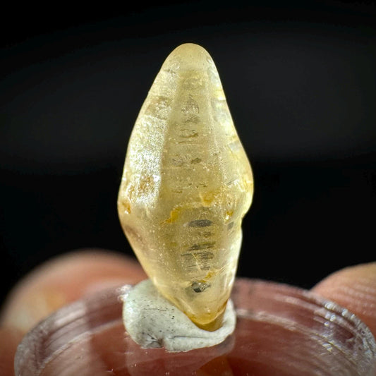 Ceylon Sapphire | natural yellow crystal, uncut raw sapphire, mineral specimen from Sri Lanka