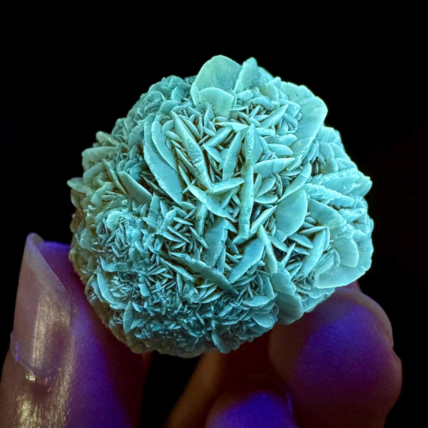Golden Selenite Rosette | Fluorescent UV Reactive Gypsum Crystal