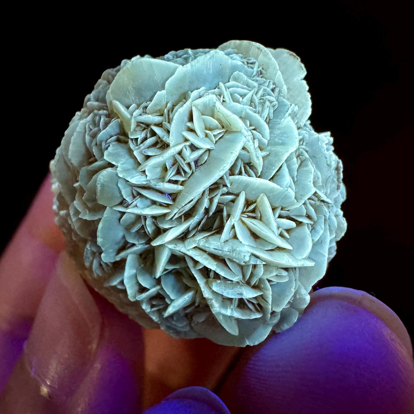 Golden Selenite Rosette | Fluorescent UV Reactive Gypsum Crystal