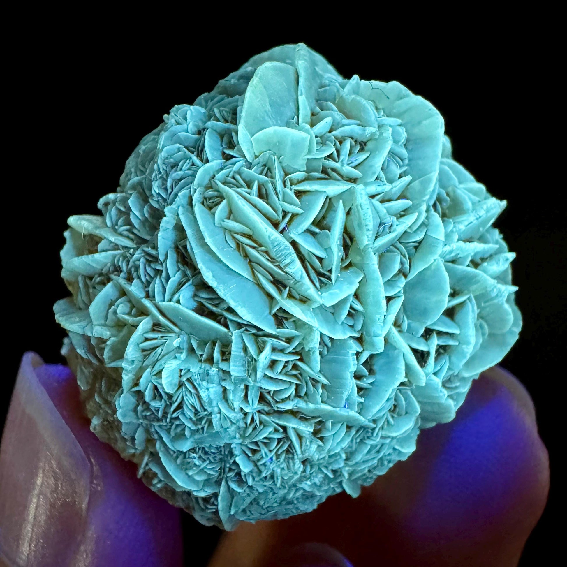 Golden Selenite Rosette | Fluorescent UV Reactive Gypsum Crystal
