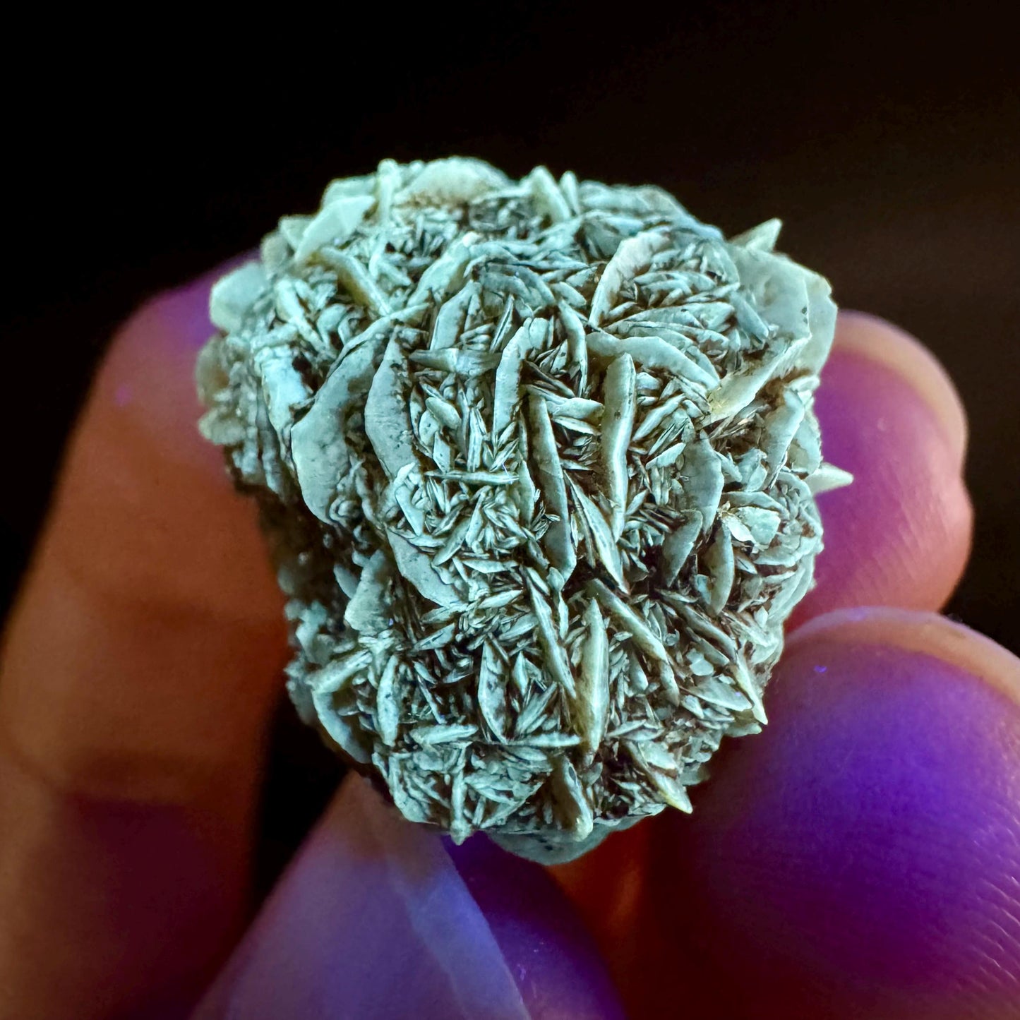 Golden Selenite Rosette | Fluorescent UV Reactive Gypsum Crystal