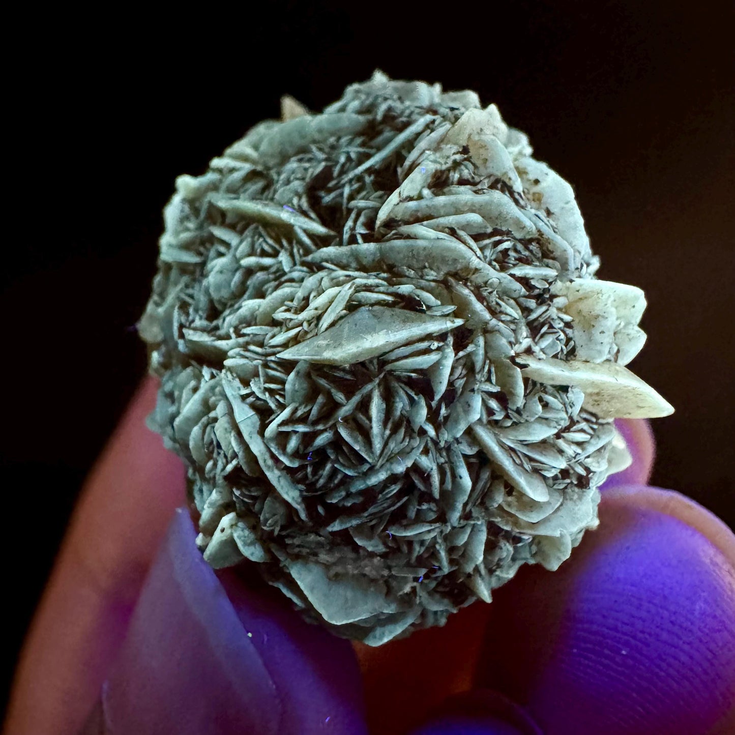 Golden Selenite Rosette | Fluorescent UV Reactive Gypsum Crystal
