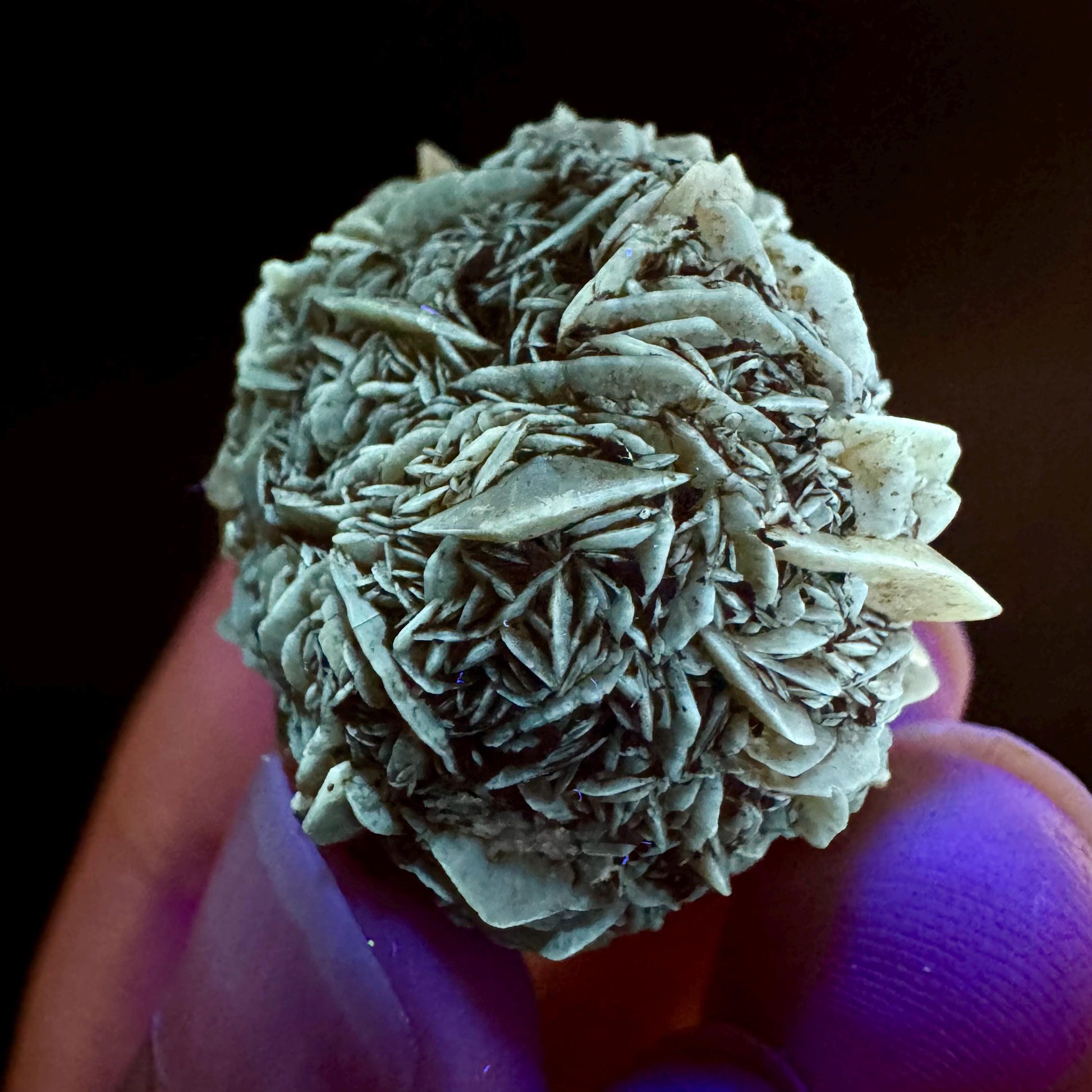 Golden Selenite Rosette | Fluorescent UV Reactive Gypsum Crystal