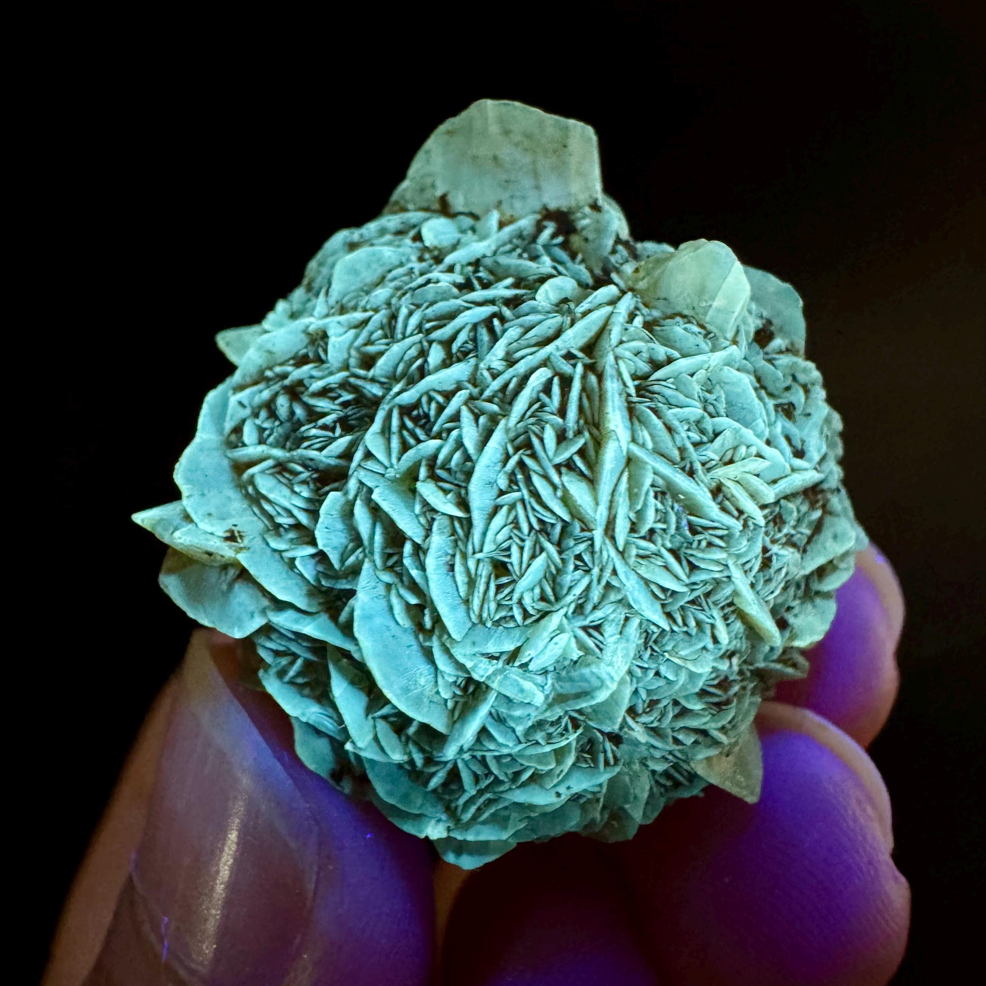 Golden Selenite Rosette | Fluorescent UV Reactive Gypsum Crystal